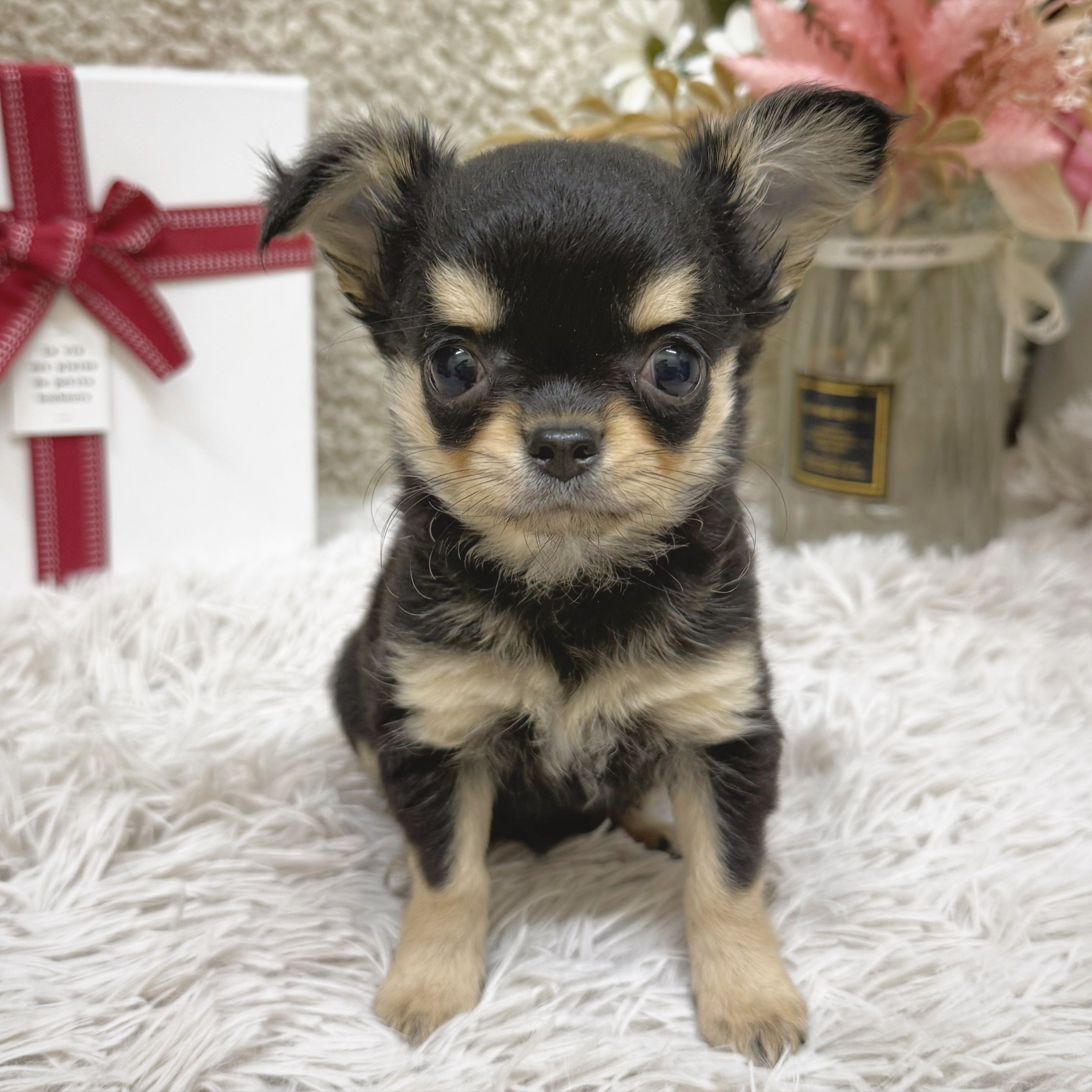 静岡県のチワワ(ロング) (犬の家＆猫の里藤枝店/2025年12月28日生まれ/女の子/ブラックタン)の子犬の4枚目の画像