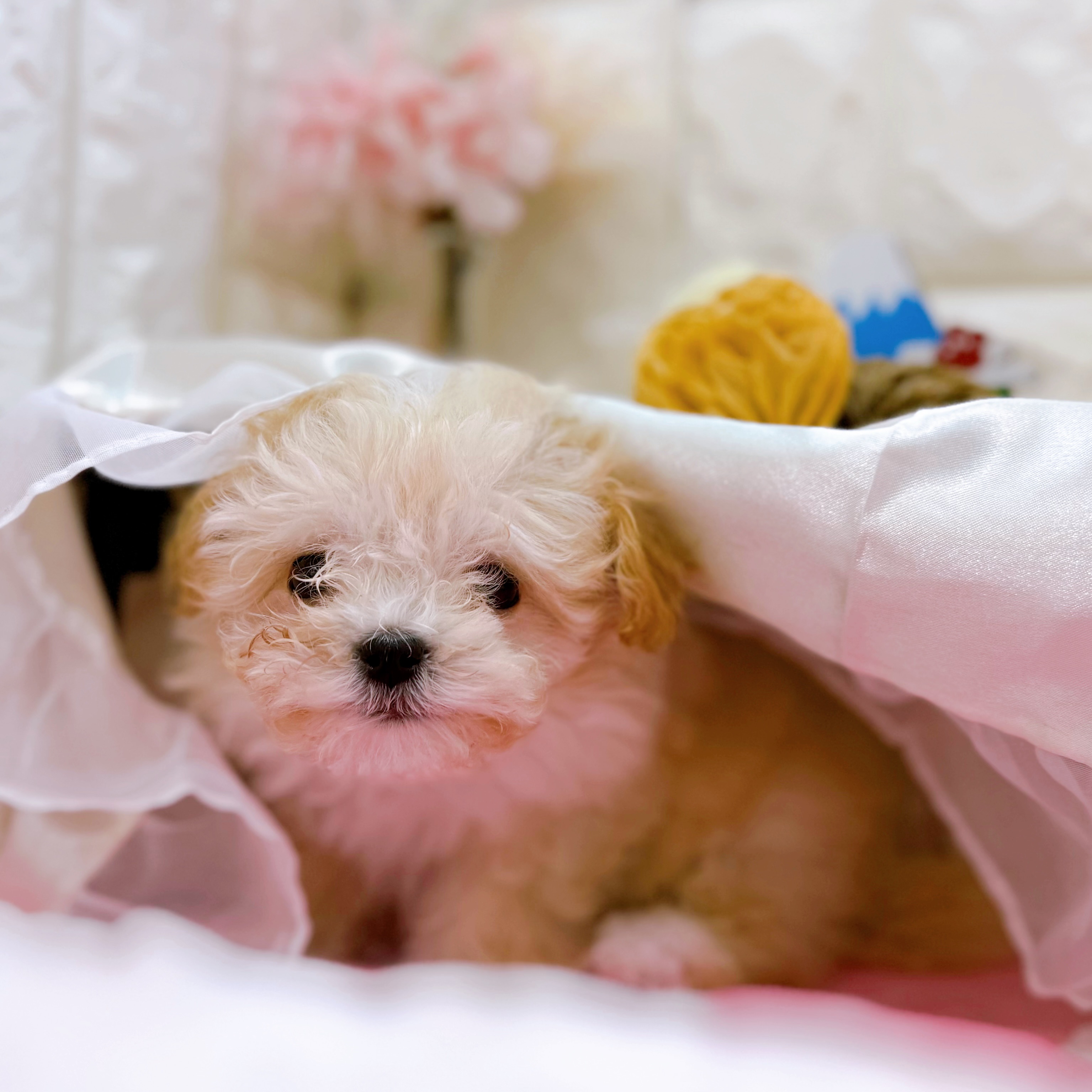 岡山県のマルプー(マルチーズ×プードル) (犬の家＆猫の里倉敷店/2025年12月26日生まれ/女の子/クリーム)の子犬の4枚目の画像