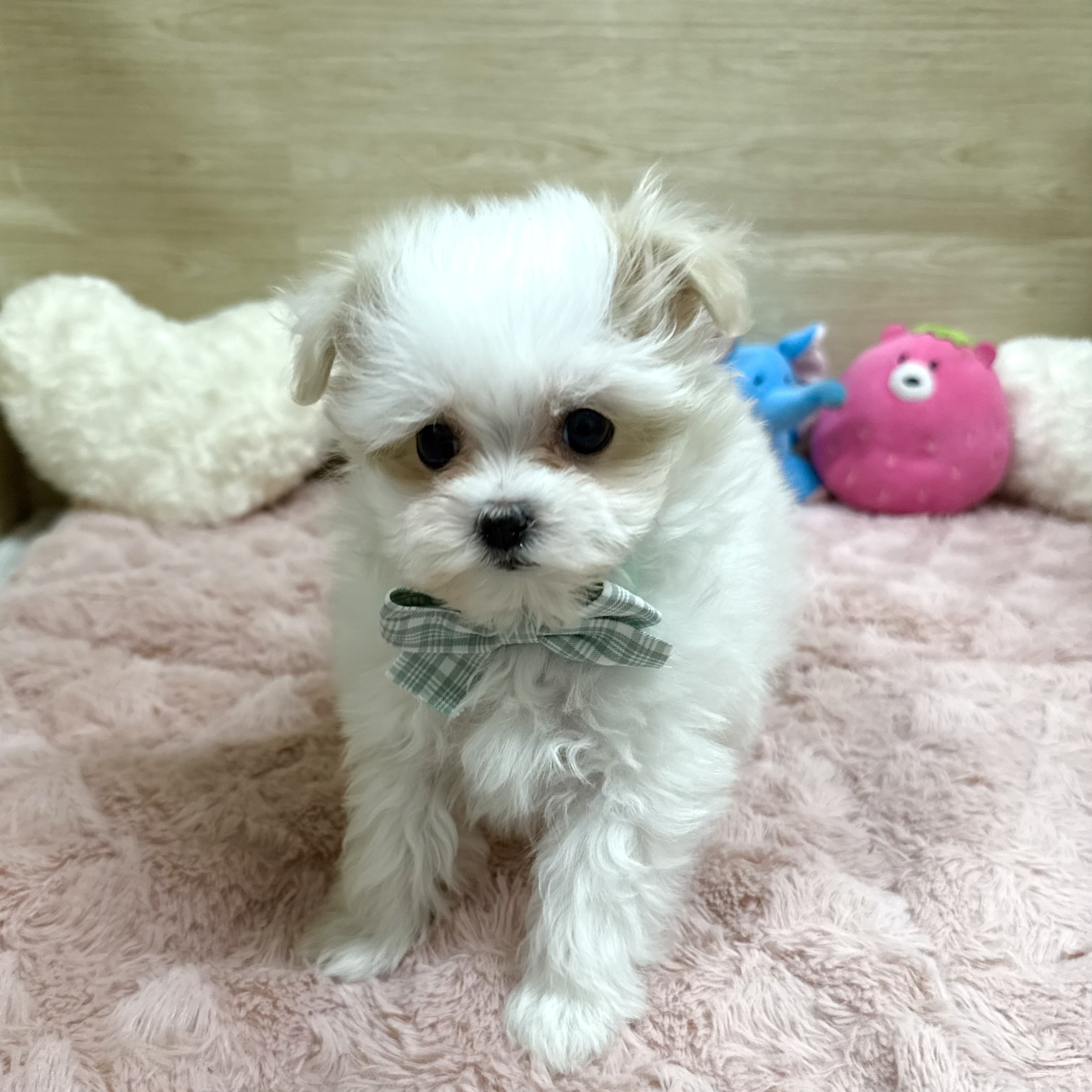 大阪府のマルプー(マルチーズ×プードル) (犬の家＆猫の里そよら東岸和田店/2025年12月26日生まれ/女の子/ホワイト)の子犬の4枚目の画像