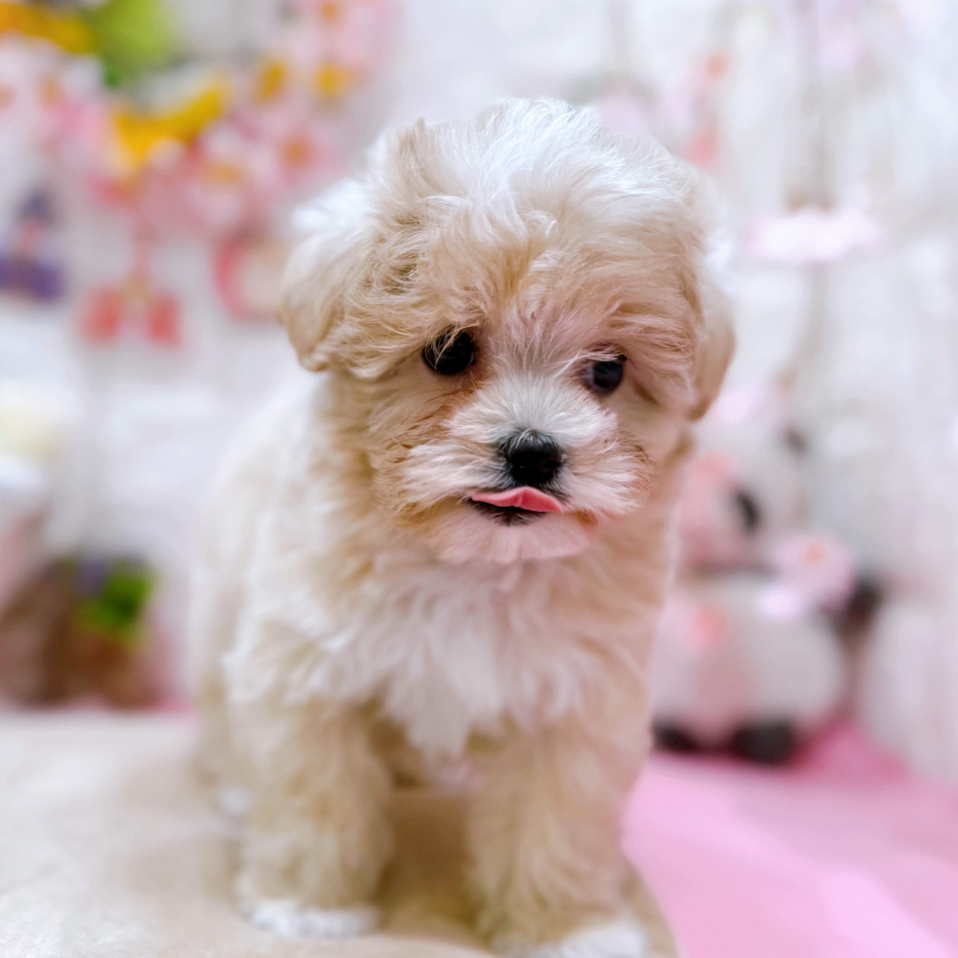 岡山県のマルプー(マルチーズ×プードル) (犬の家＆猫の里倉敷店/2025年12月26日生まれ/女の子/クリーム)の子犬の4枚目の画像