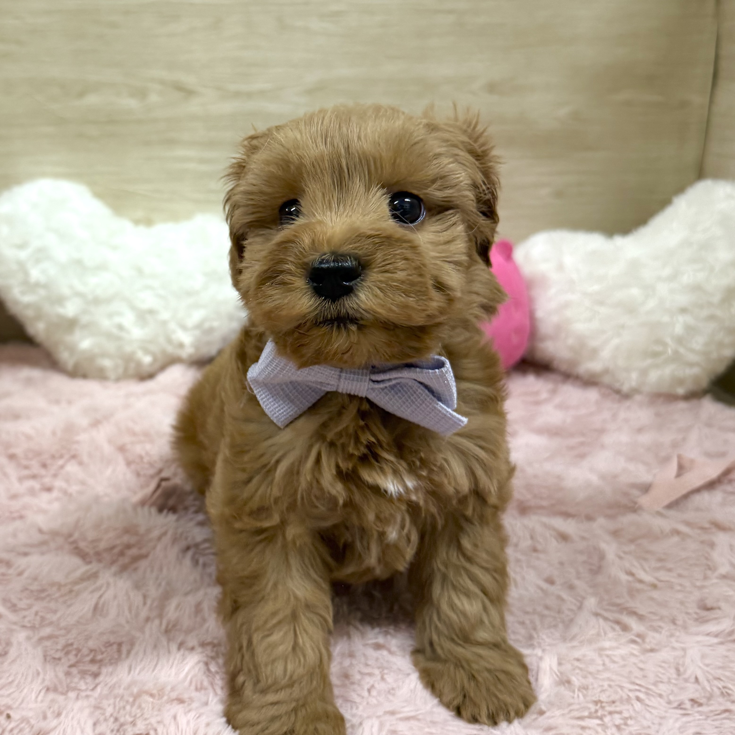 大阪府のシュナプー(シュナウザー×プードル) (犬の家＆猫の里そよら東岸和田店/2025年12月23日生まれ/男の子/レッド)の子犬の4枚目の画像