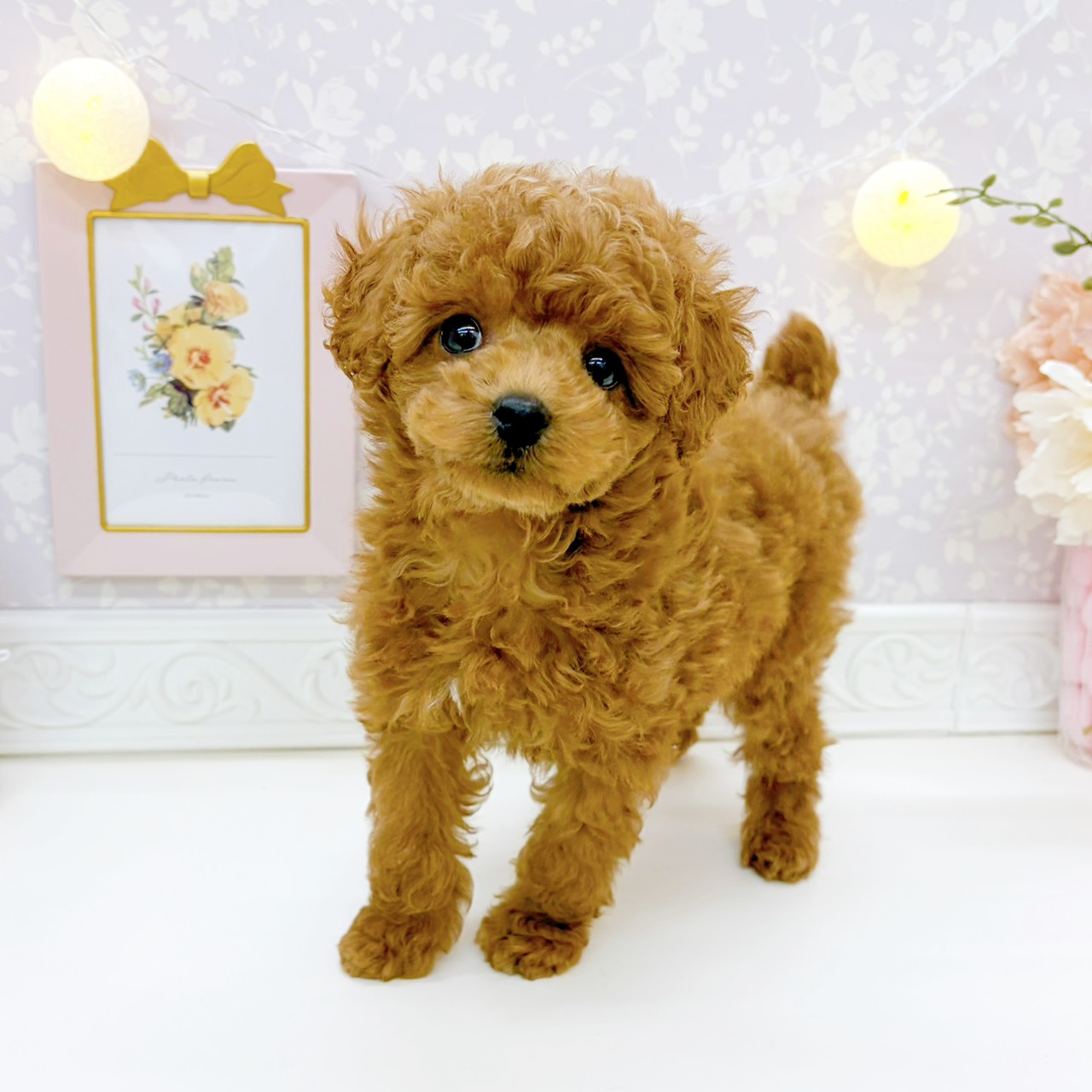 富山県のトイプードル(トイ) (犬の家＆猫の里富山店/2025年12月28日生まれ/男の子/レッドフォーン)の子犬の4枚目の画像