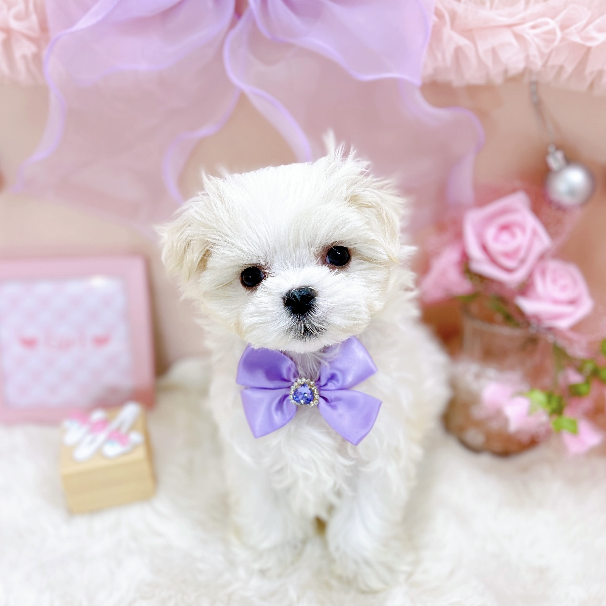 福井県のマルチーズ (犬の家＆猫の里アミーゴ福井大和田店/2025年12月26日生まれ/女の子/ホワイト)の子犬の1枚目の画像