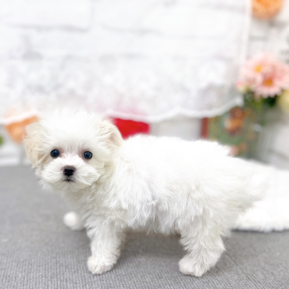 京都府のマルチーズ (犬の家＆猫の里京都樟葉店/2025年12月27日生まれ/女の子/ホワイト)の子犬の4枚目の画像