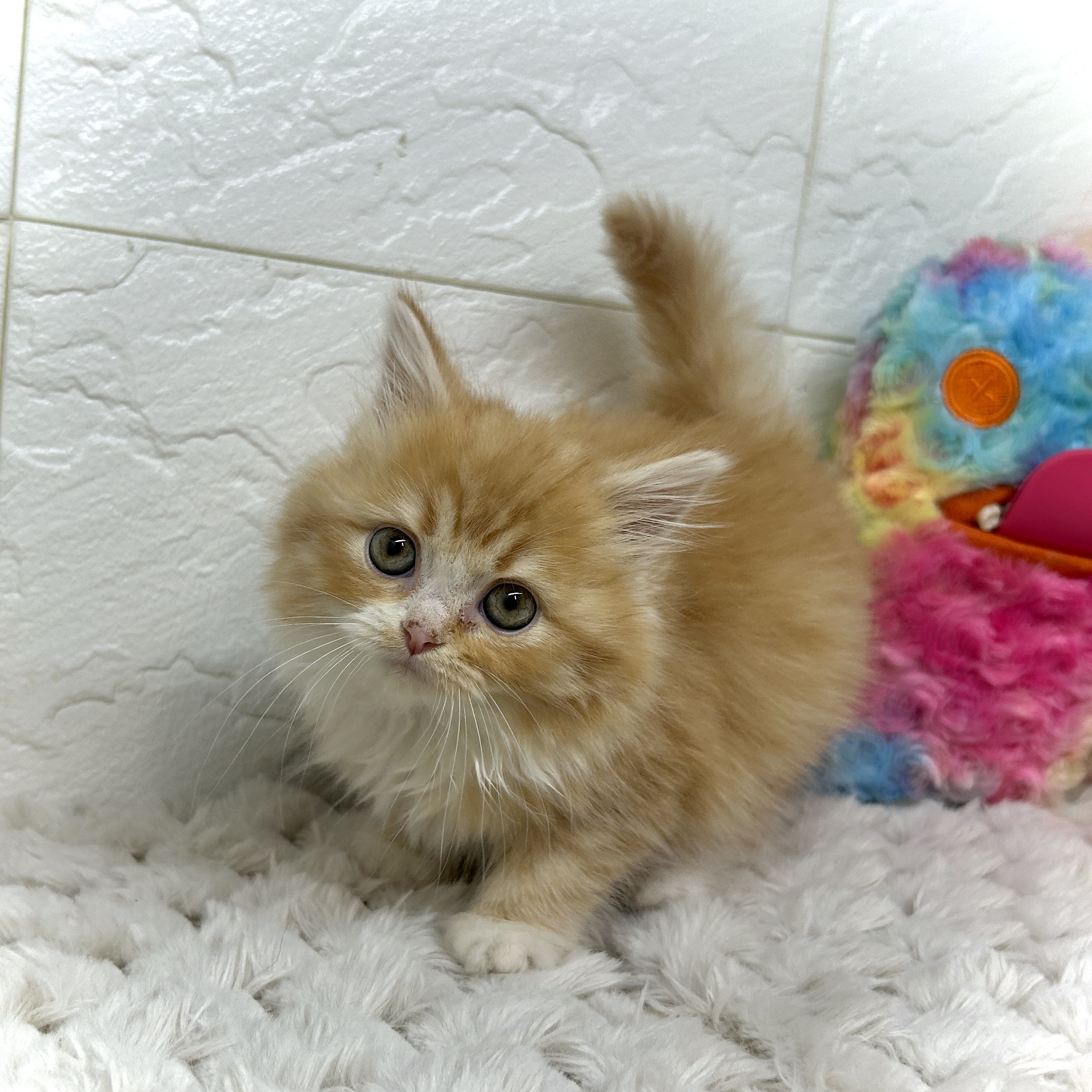 兵庫県のラガマフィン (犬の家＆猫の里ゆめタウン姫路店/2025年12月19日生まれ/女の子/レッドタビーホワイト)の子猫の4枚目の画像