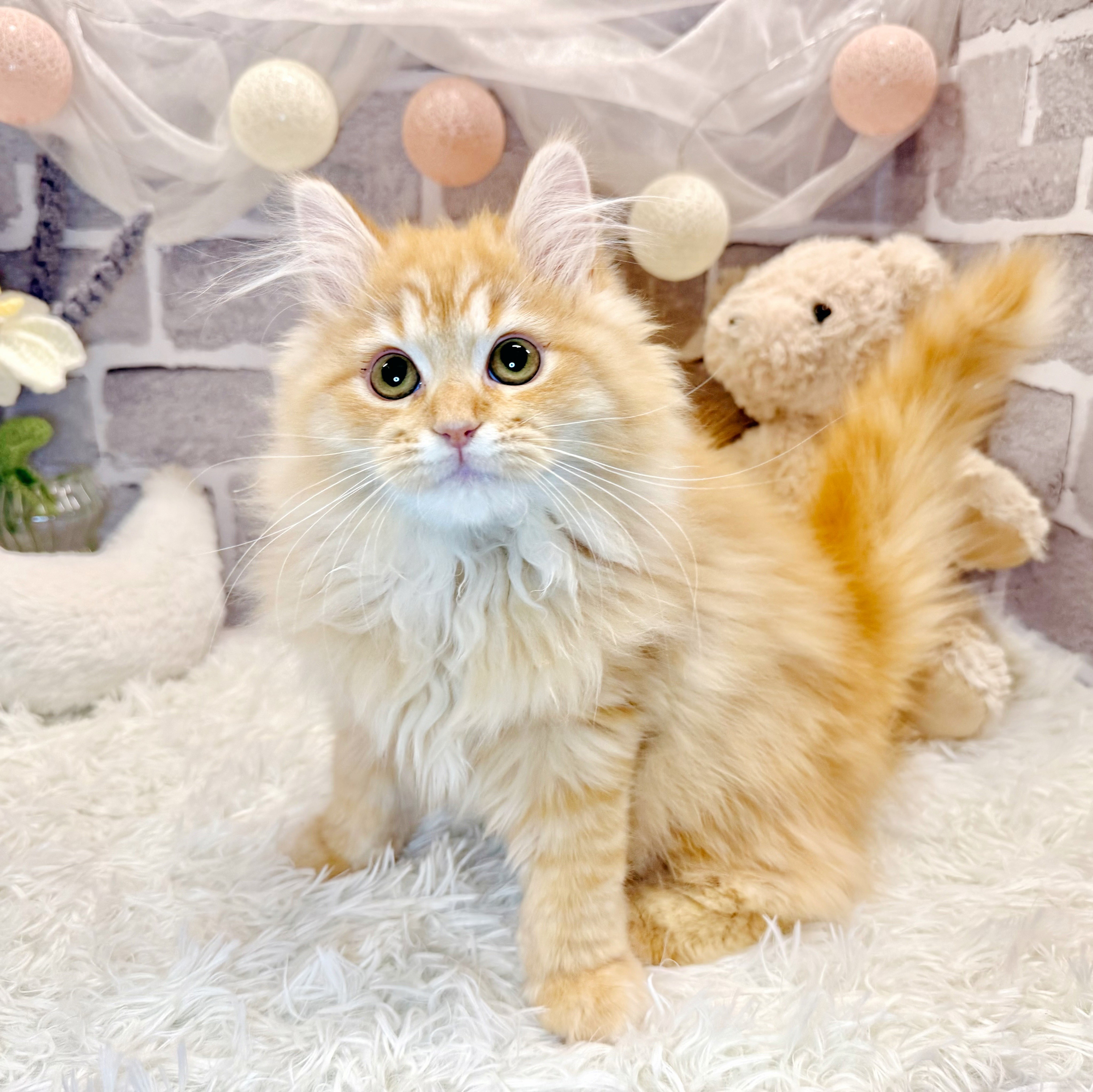 兵庫県のラガマフィン (犬の家＆猫の里神戸店/2025年12月19日生まれ/男の子/レッドタビーホワイト)の子猫の4枚目の画像