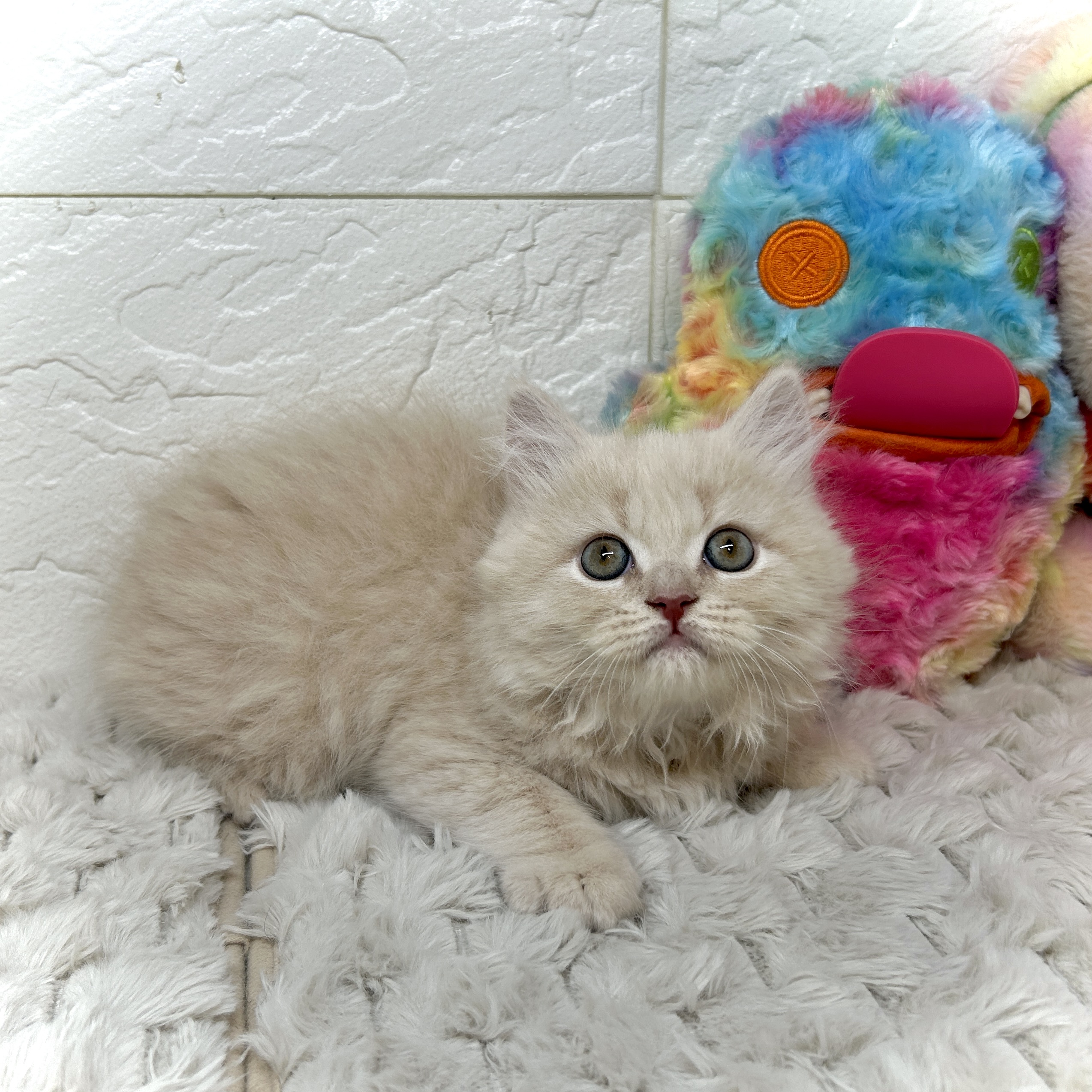 兵庫県のスコティッシュストレート (犬の家＆猫の里ゆめタウン姫路店/2025年12月24日生まれ/男の子/クリームタビー)の子猫の4枚目の画像