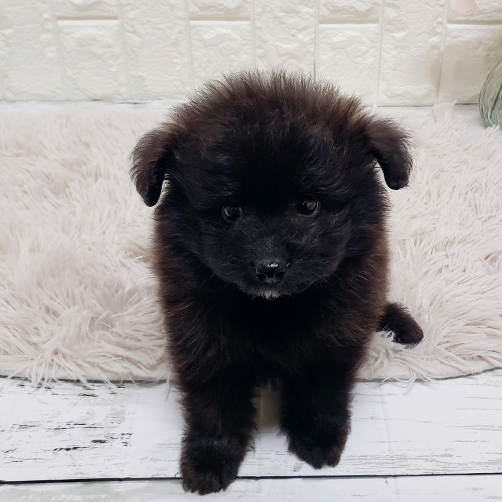 ハーフ犬男の子の写真