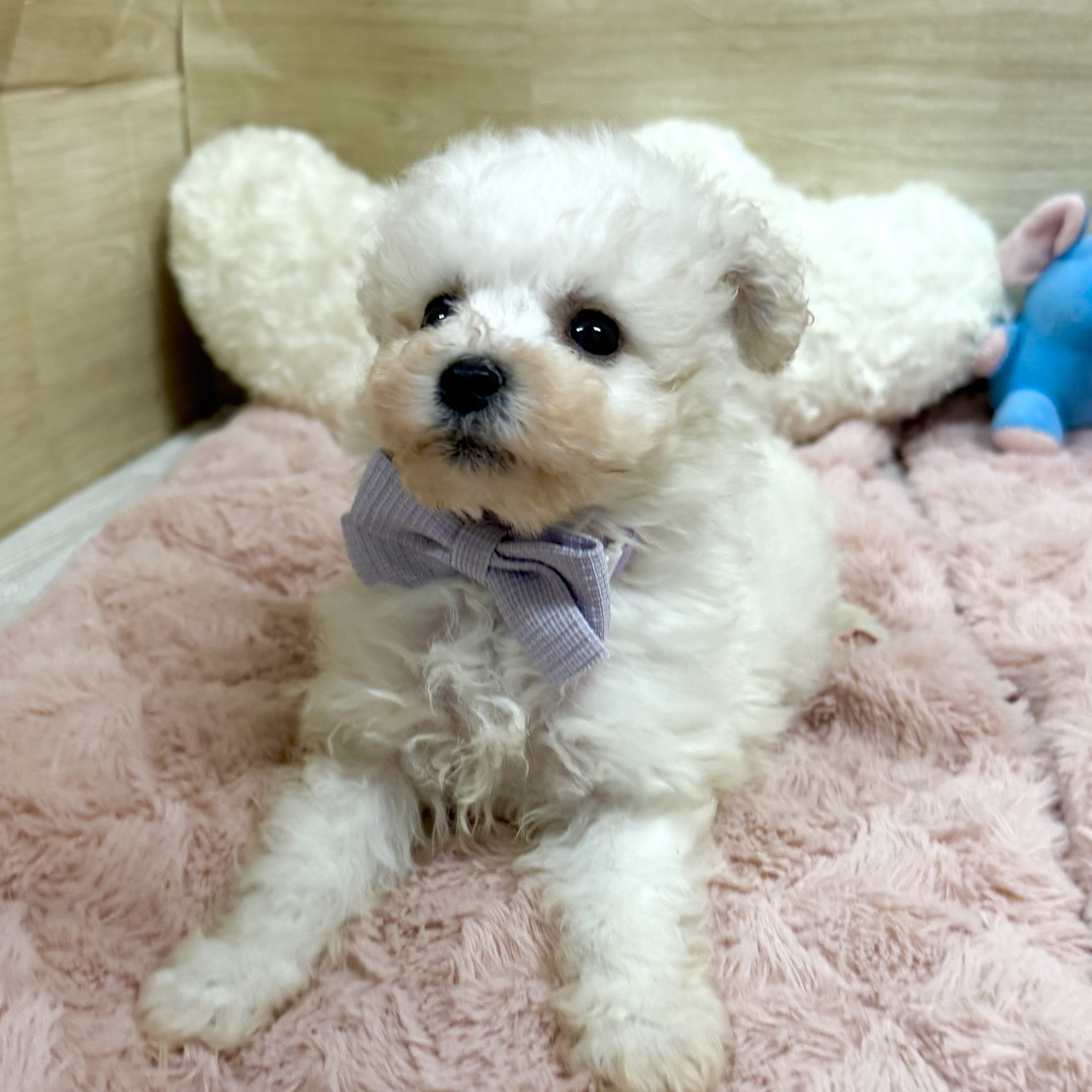 大阪府のビションプー(ビションフリーゼ×プードル) (犬の家＆猫の里そよら東岸和田店/2025年12月25日生まれ/女の子/ホワイトクリーム)の子犬の4枚目の画像