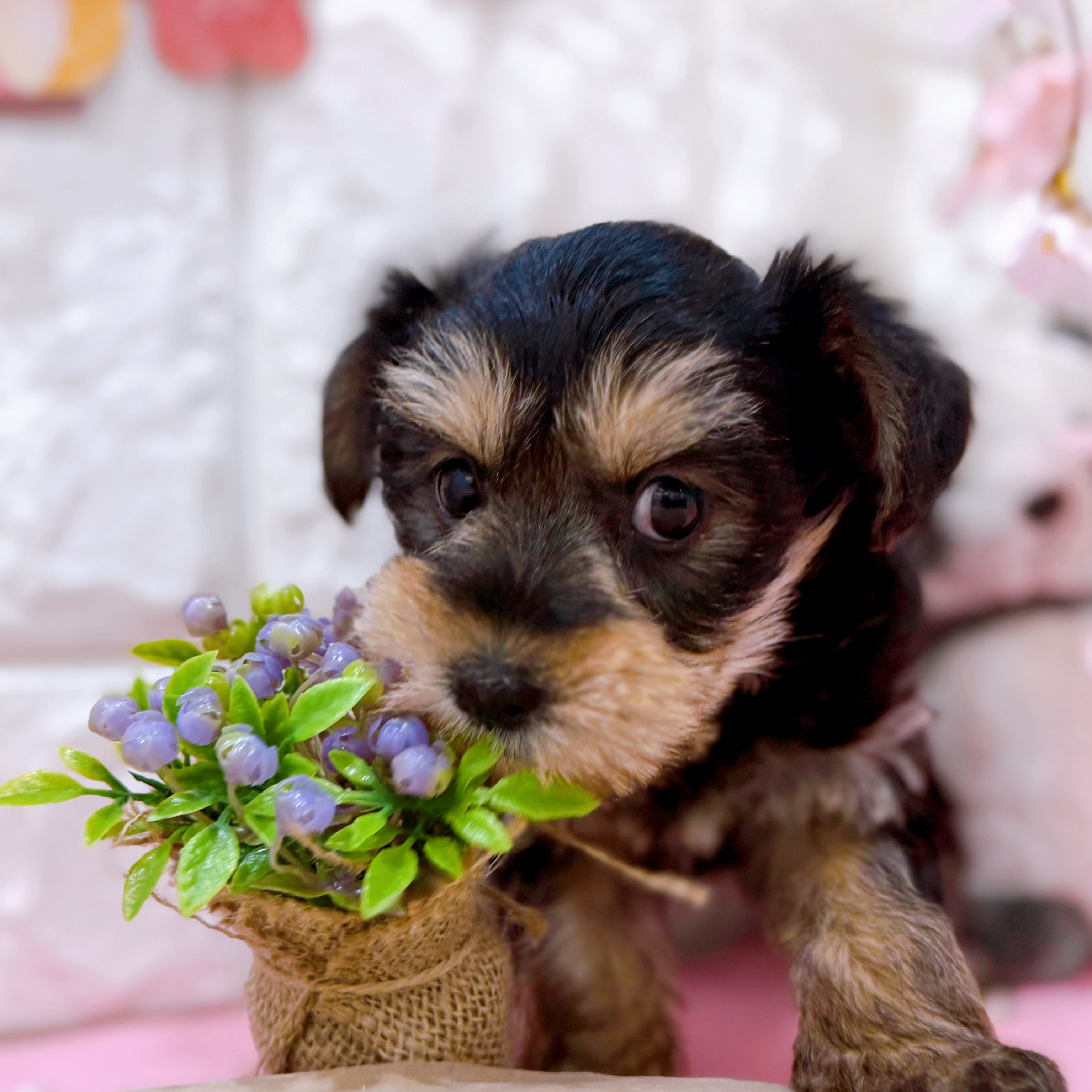 岡山県のハーフ犬・ミックス犬 (犬の家＆猫の里倉敷店/2025年12月26日生まれ/女の子/ブラックタン)の子犬の4枚目の画像