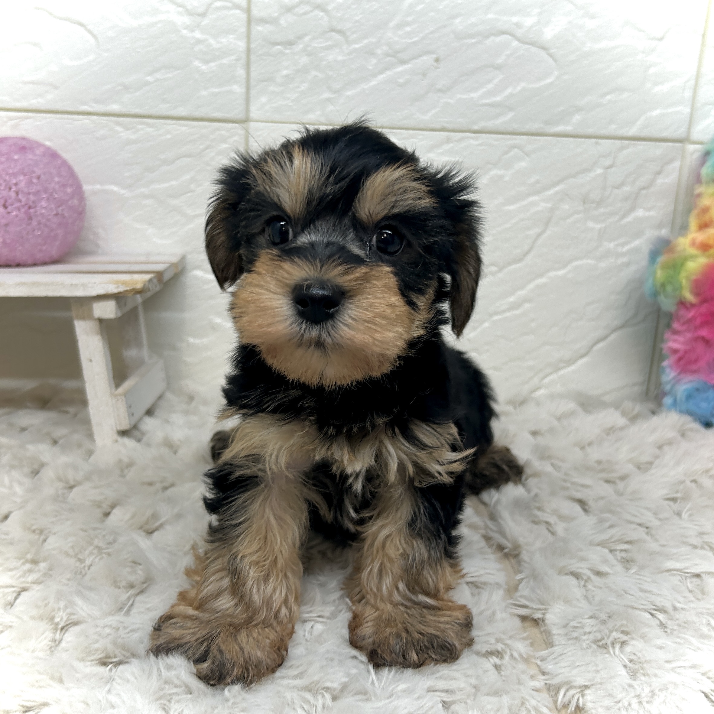 兵庫県のハーフ犬・ミックス犬 (犬の家＆猫の里ゆめタウン姫路店/2025年12月26日生まれ/男の子/ブラックタン)の子犬の4枚目の画像