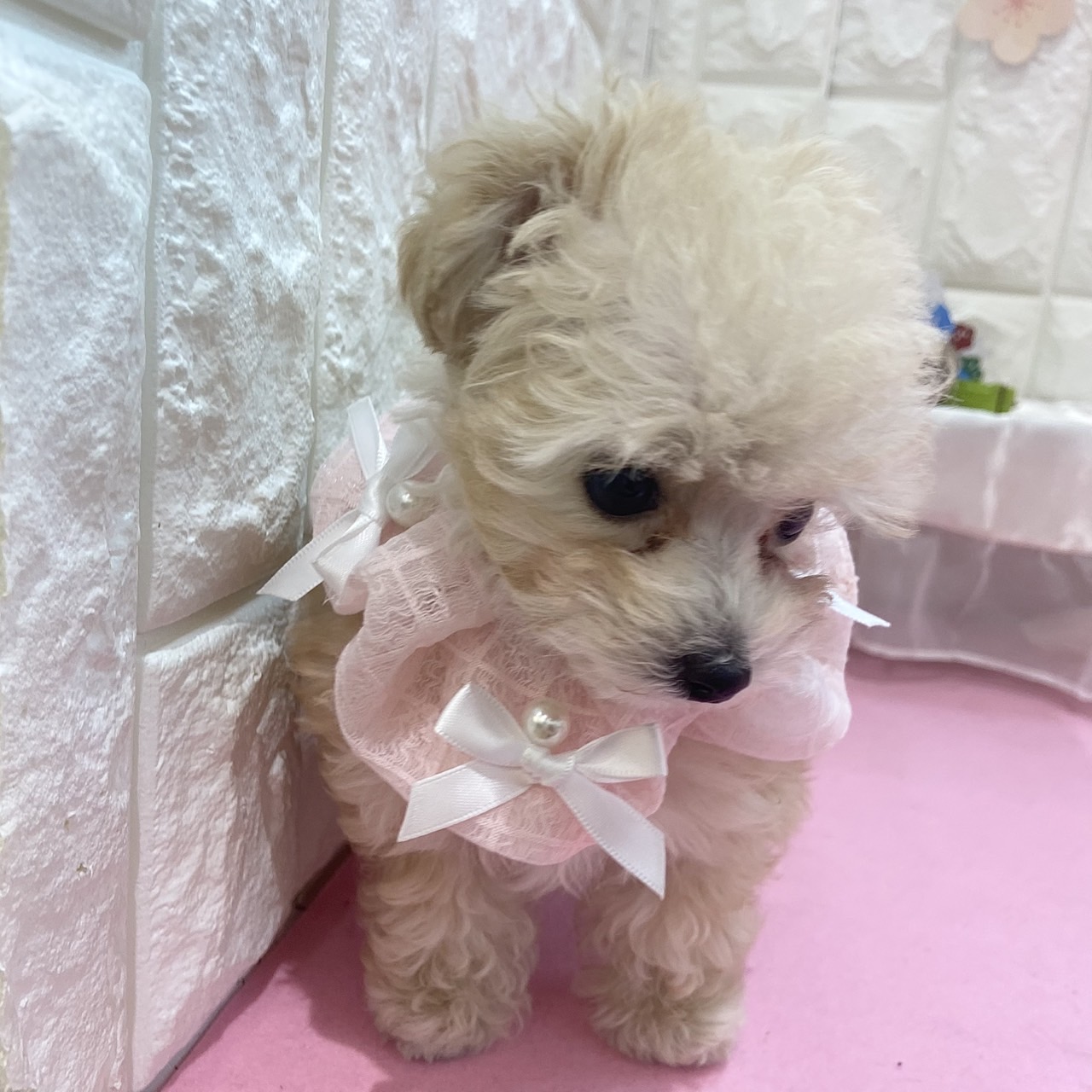 岡山県のトイプードル(タイニー) (犬の家＆猫の里倉敷店/2025年12月21日生まれ/女の子/クリーム)の子犬の4枚目の画像