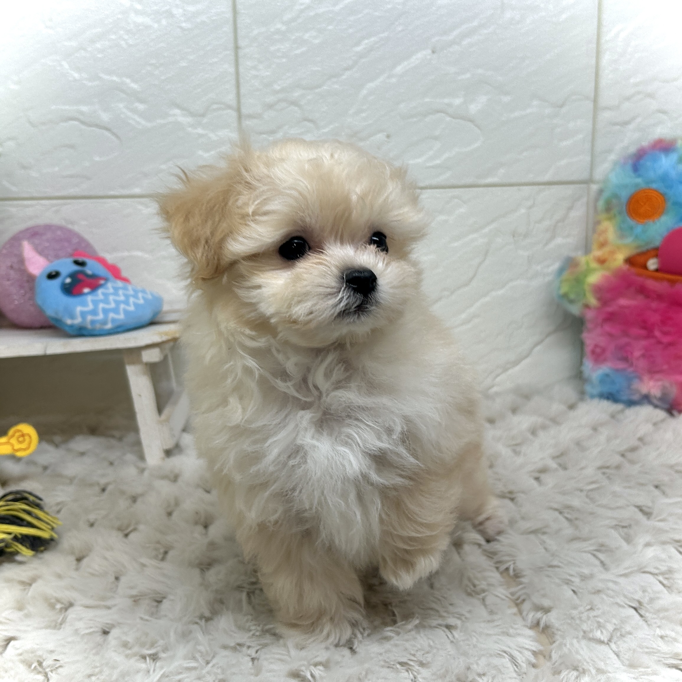 兵庫県のマルプー(マルチーズ×プードル) (犬の家＆猫の里ゆめタウン姫路店/2025年12月24日生まれ/男の子/クリーム)の子犬の4枚目の画像