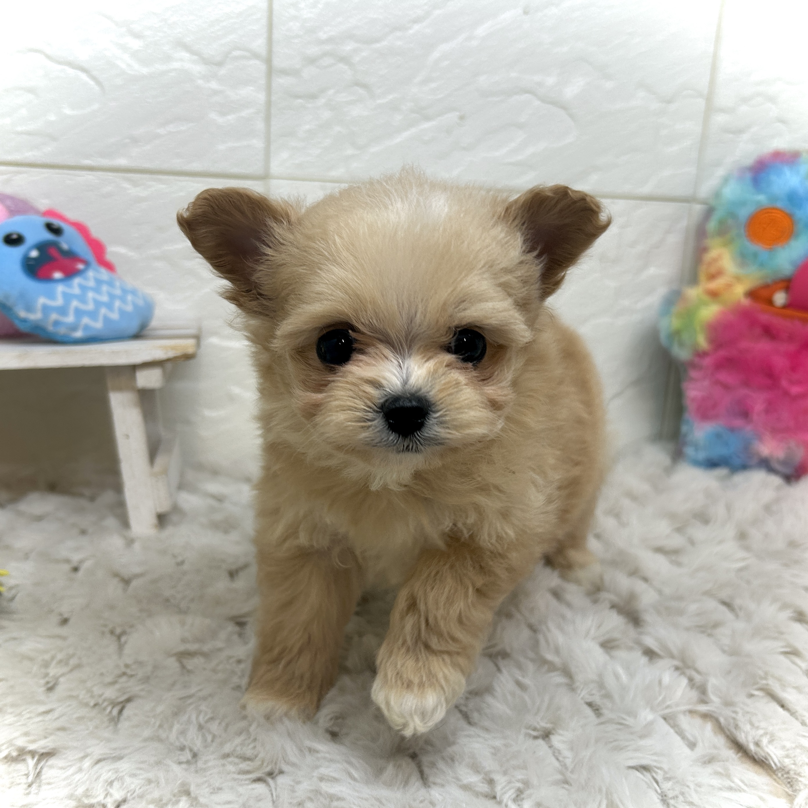 兵庫県のポメプー(ポメラニアン×プードル) (犬の家＆猫の里ゆめタウン姫路店/2025年12月26日生まれ/女の子/オレンジ)の子犬の4枚目の画像