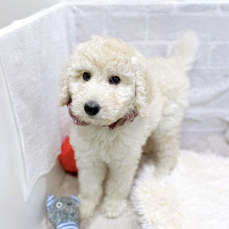 滋賀県のスタンダードプードル (犬の家＆猫の里長浜店/2025年12月28日生まれ/女の子/ペールフォーン)の子犬の4枚目の画像