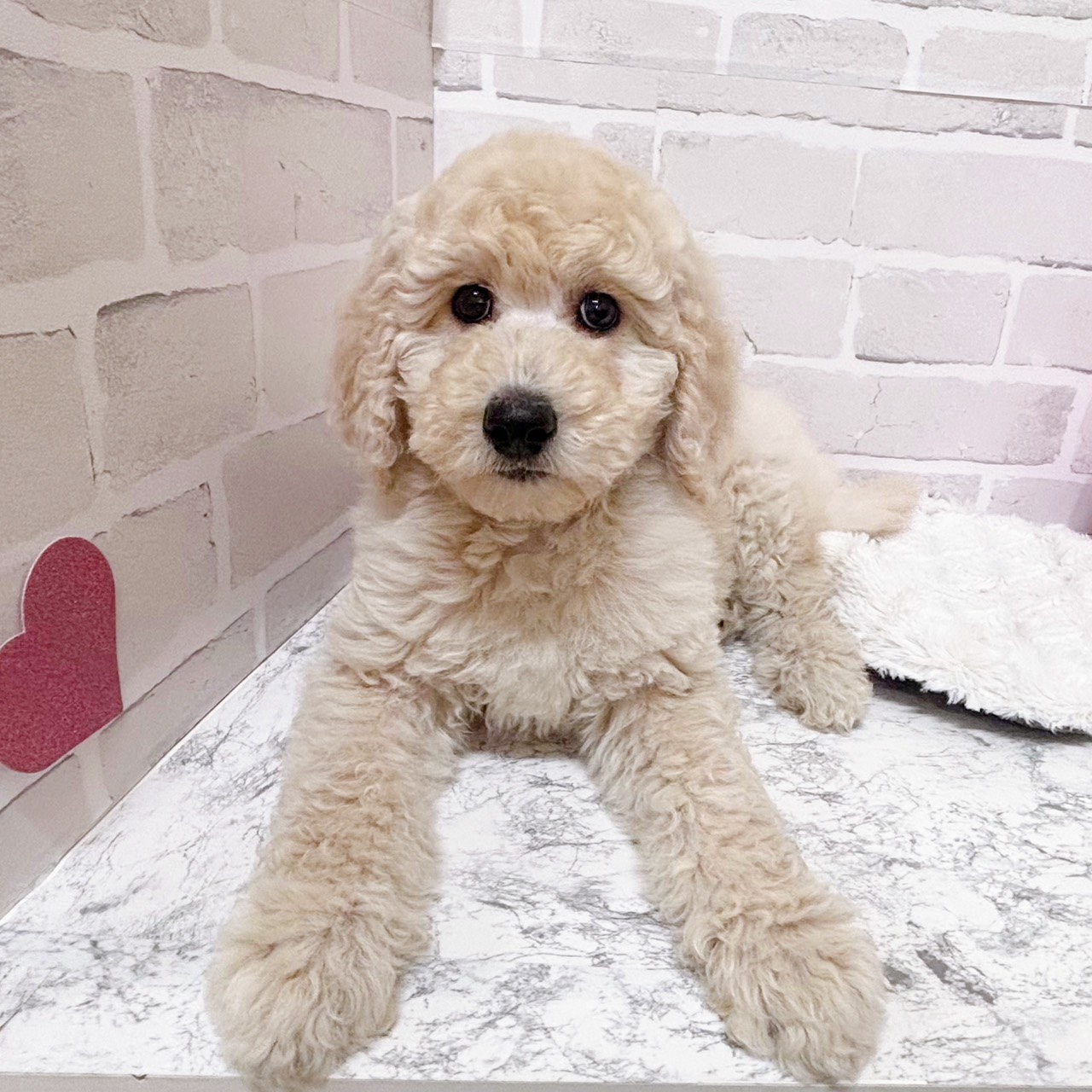 京都府のスタンダードプードル (犬の家＆猫の里京都精華店/2025年12月28日生まれ/女の子/ペールフォーン)の子犬の4枚目の画像