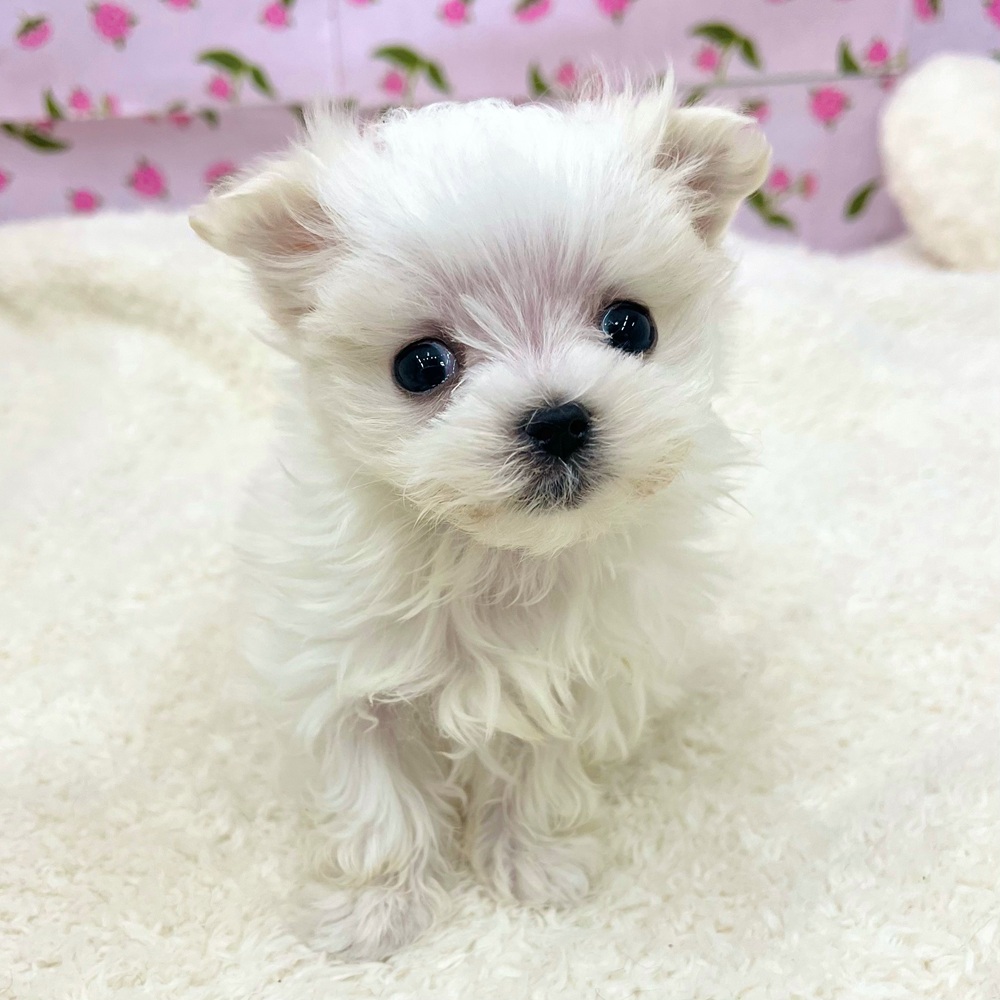 愛知県のマルチーズ (犬の家＆猫の里エアポートウォーク店/2025年12月26日生まれ/男の子/ホワイト)の子犬の4枚目の画像