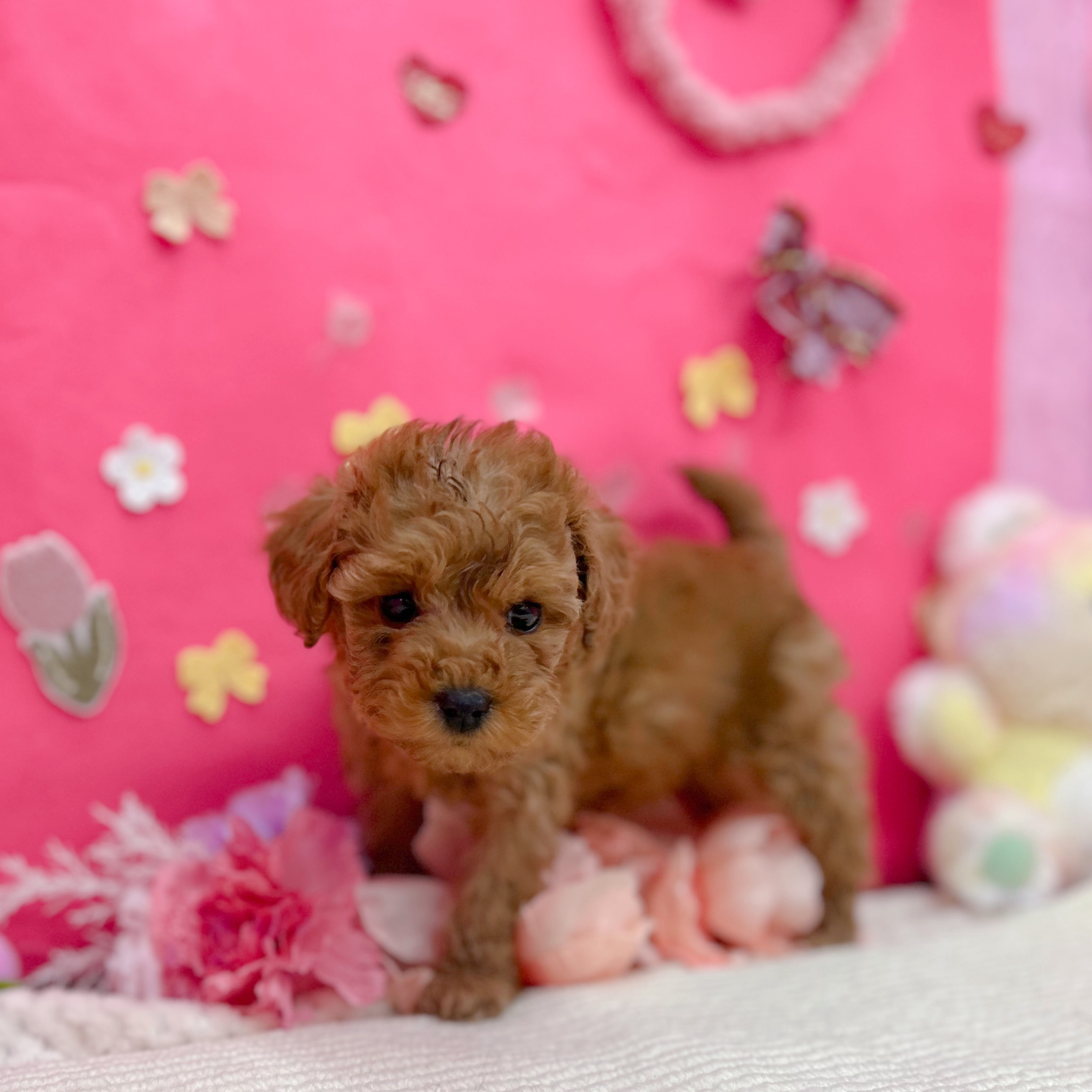 岐阜県のトイプードル(トイ) (犬の家＆猫の里岐南店/2025年12月25日生まれ/女の子/レッドフォーン)の子犬の4枚目の画像