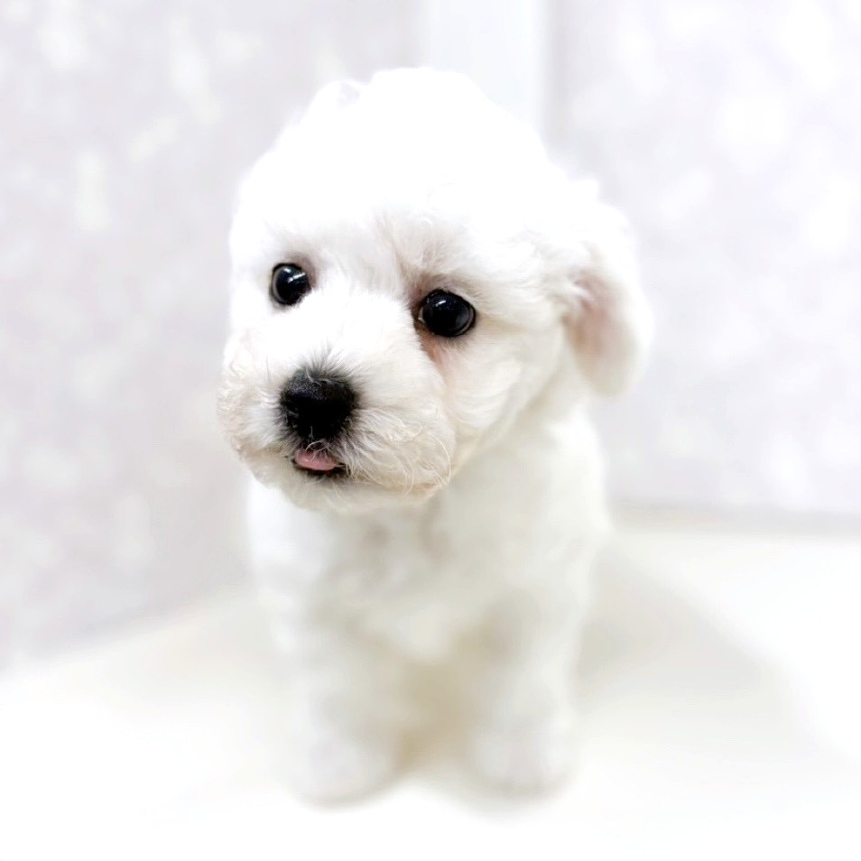 富山県のビションフリーゼ (犬の家＆猫の里アミーゴ高岡蓮花寺店/2025年12月27日生まれ/男の子/ホワイト)の子犬の4枚目の画像