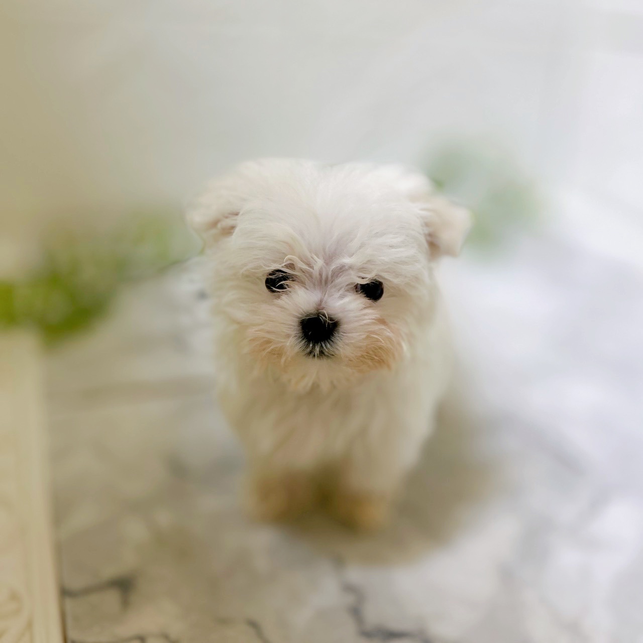 愛知県のマルチーズ (犬の家＆猫の里岡崎店/2025年12月21日生まれ/女の子/ホワイト)の子犬