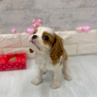 静岡県のキャバリアキングチャールズスパニエル (犬の家＆猫の里プレ葉ウォーク浜北店/2025年12月28日生まれ/男の子/ブレンハイム)の子犬の4枚目の画像