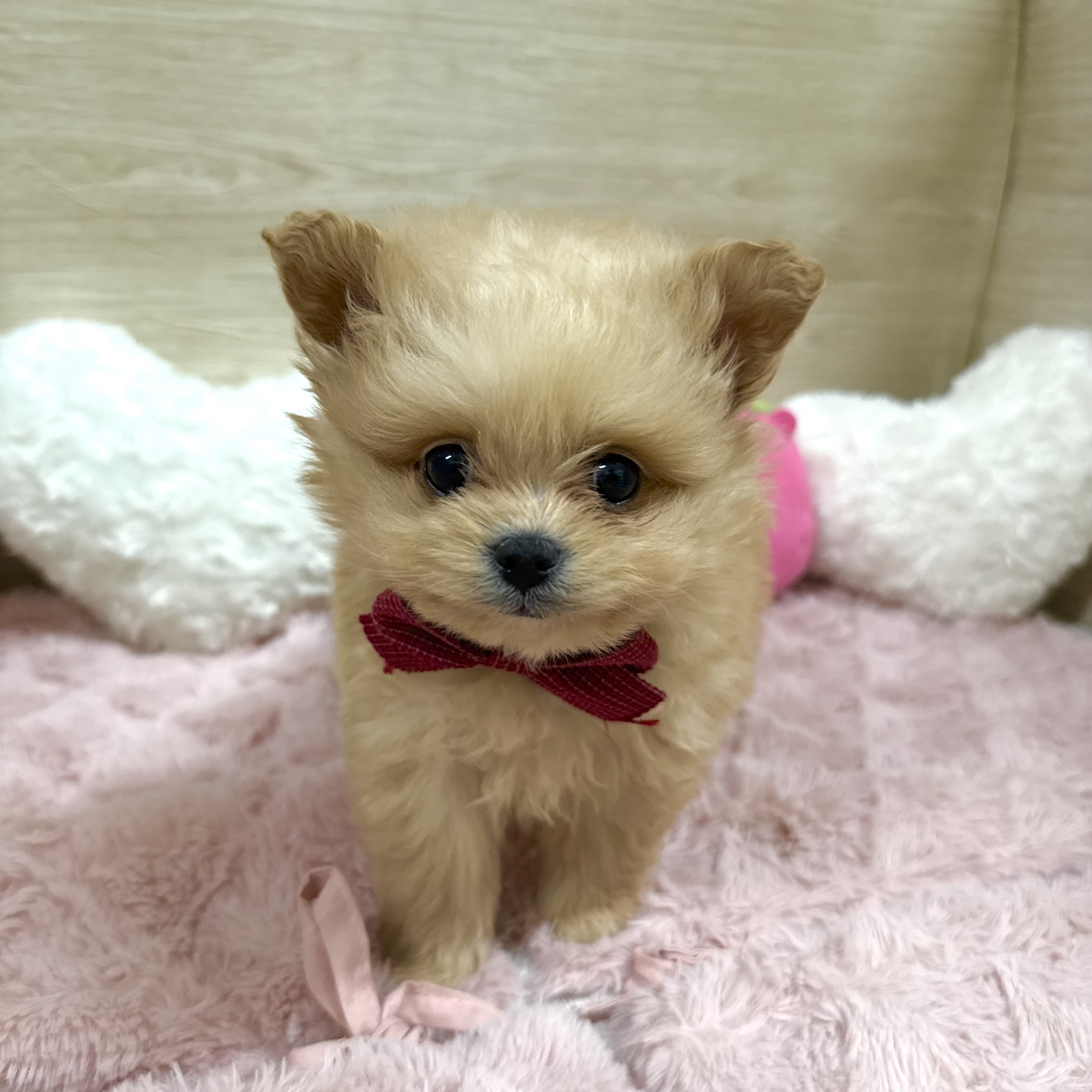 大阪府のポメプー(ポメラニアン×プードル) (犬の家＆猫の里そよら東岸和田店/2025年12月26日生まれ/男の子/オレンジ)の子犬の4枚目の画像