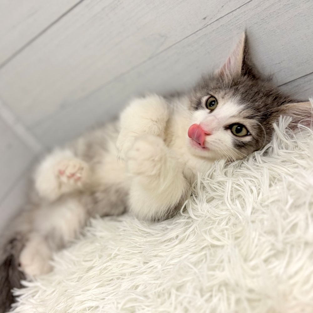 愛知県のノルウェージャンフォレストキャット (犬の家＆猫の里豊田店/2025年12月26日生まれ/男の子/ブルータビーホワイト)の子猫の4枚目の画像