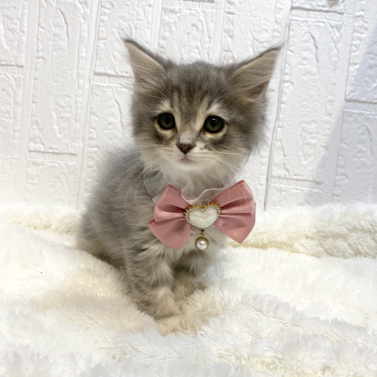 長野県のノルウェージャンフォレストキャット (犬の家＆猫の里カインズ梓川店/2025年12月26日生まれ/女の子/ブルータビーホワイト)の子猫の4枚目の画像