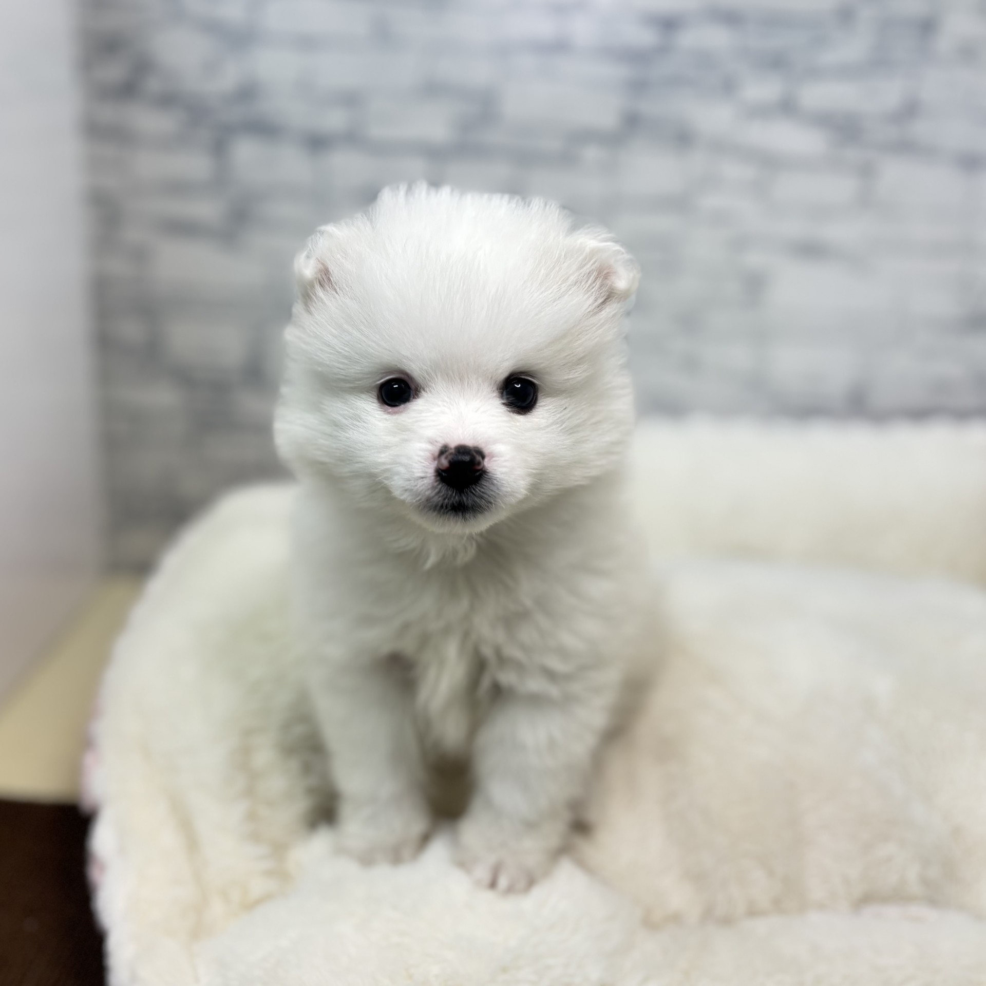 長野県のハーフ犬・ミックス犬 (犬の家＆猫の里長野店/2025年12月26日生まれ/男の子/ホワイト)の子犬の4枚目の画像