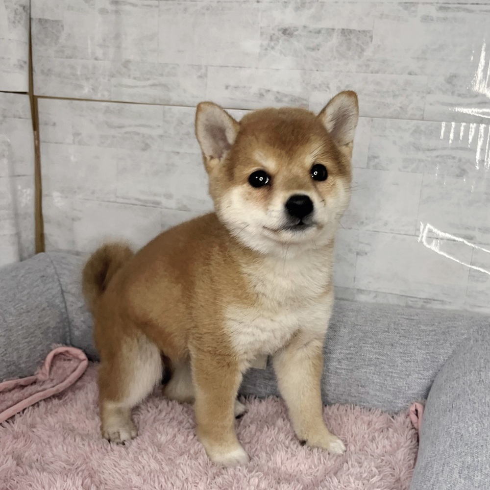 長野県の柴犬(標準サイズ) (犬の家＆猫の里塩尻店/2025年12月28日生まれ/女の子/赤)の子犬の4枚目の画像