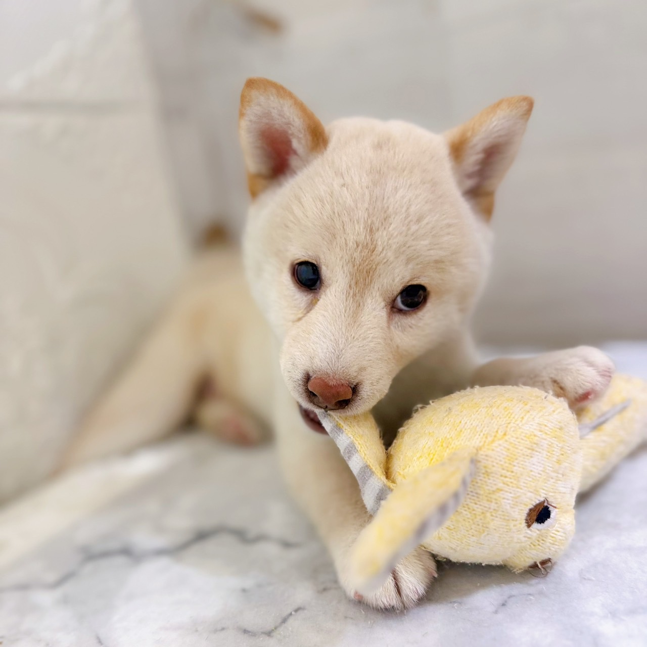 愛知県の柴犬(標準サイズ) (犬の家＆猫の里岡崎店/2025年12月28日生まれ/男の子/白)の子犬の4枚目の画像