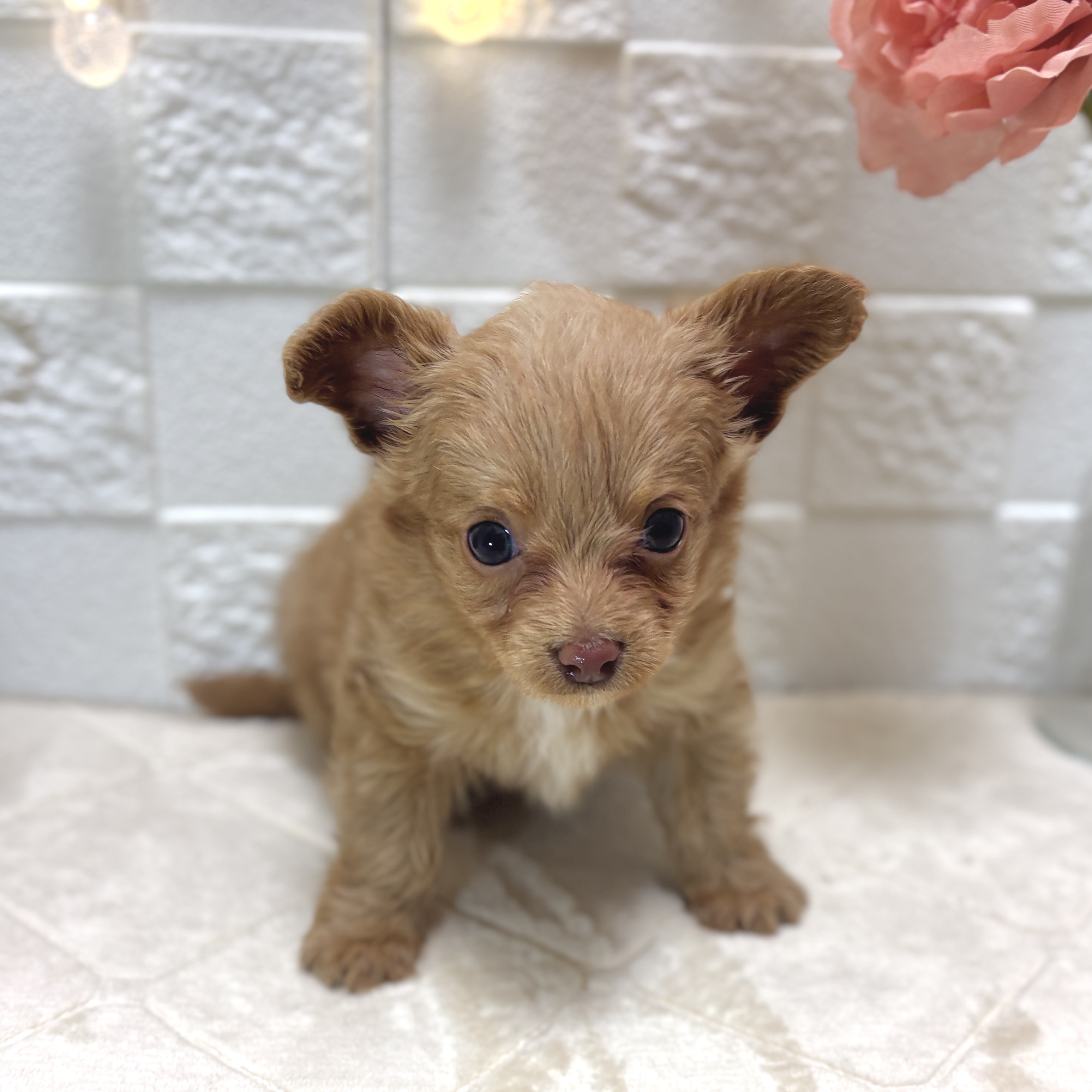 東京都のチワプー/プーチー(チワワ×プードル) (犬の家＆猫の里ペットフォレスト小平店/2025年12月30日生まれ/女の子/レッド)の子犬の4枚目の画像