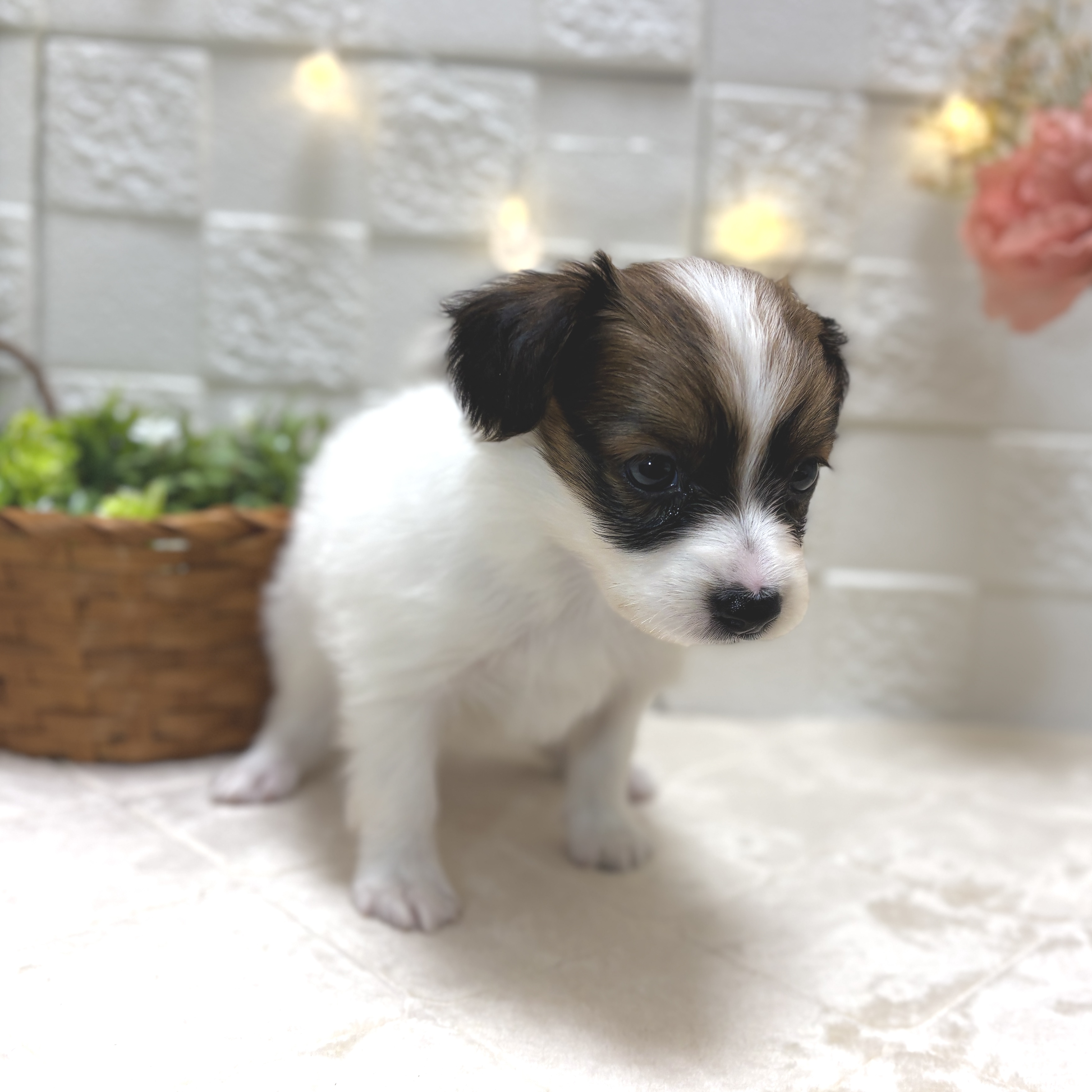 東京都のパピヨン (犬の家＆猫の里ペットフォレスト小平店/2025年12月30日生まれ/女の子/ホワイトブラウン)の子犬の4枚目の画像
