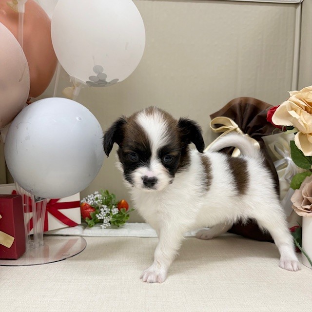 千葉県のパピヨン (犬の家＆猫の里ワンズモール稲毛店/2025年12月30日生まれ/男の子/ホワイトブラウン)の子犬の4枚目の画像