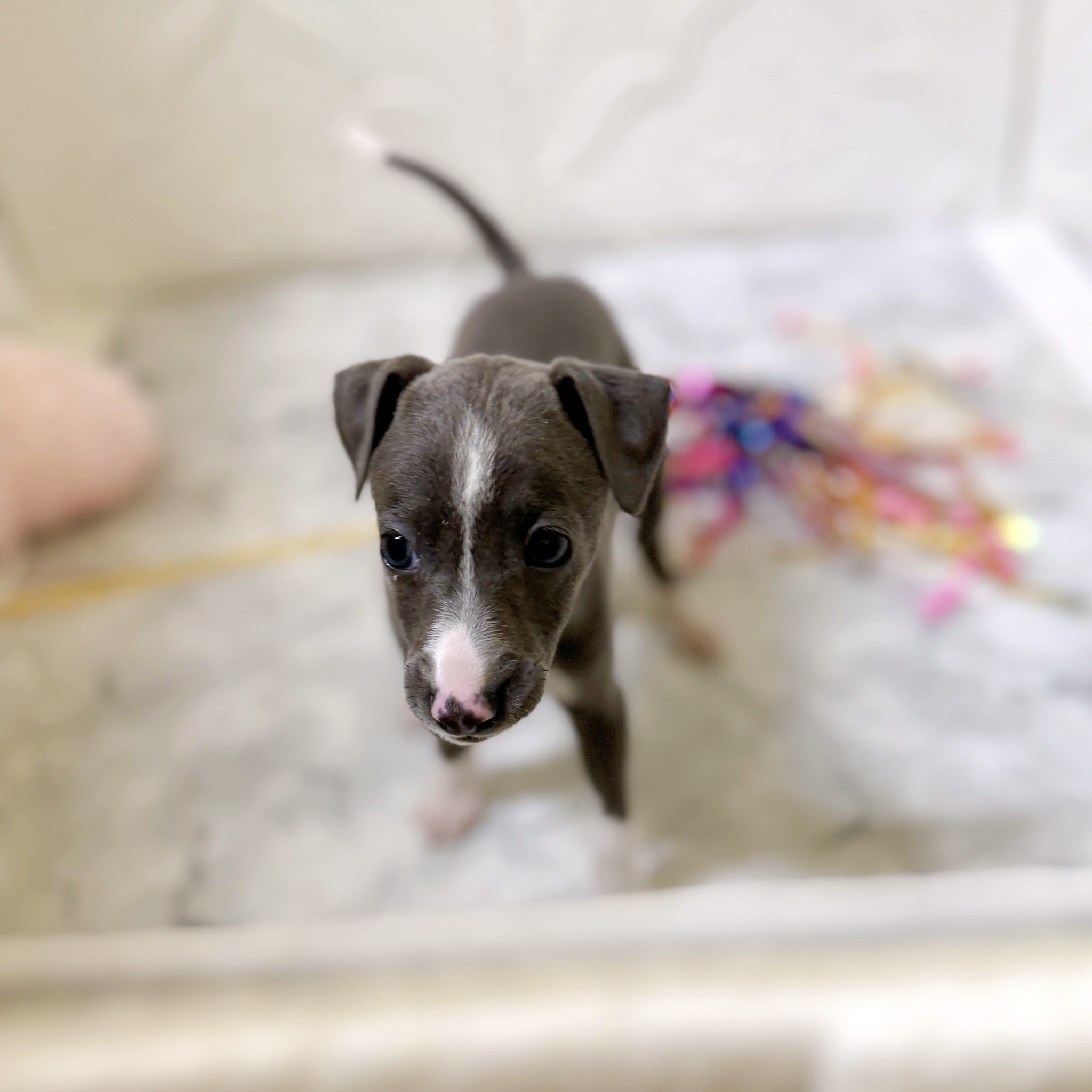 愛知県のイタリアングレーハウンド (犬の家＆猫の里岡崎店/2025年12月28日生まれ/女の子/ブルーホワイト)の子犬の4枚目の画像