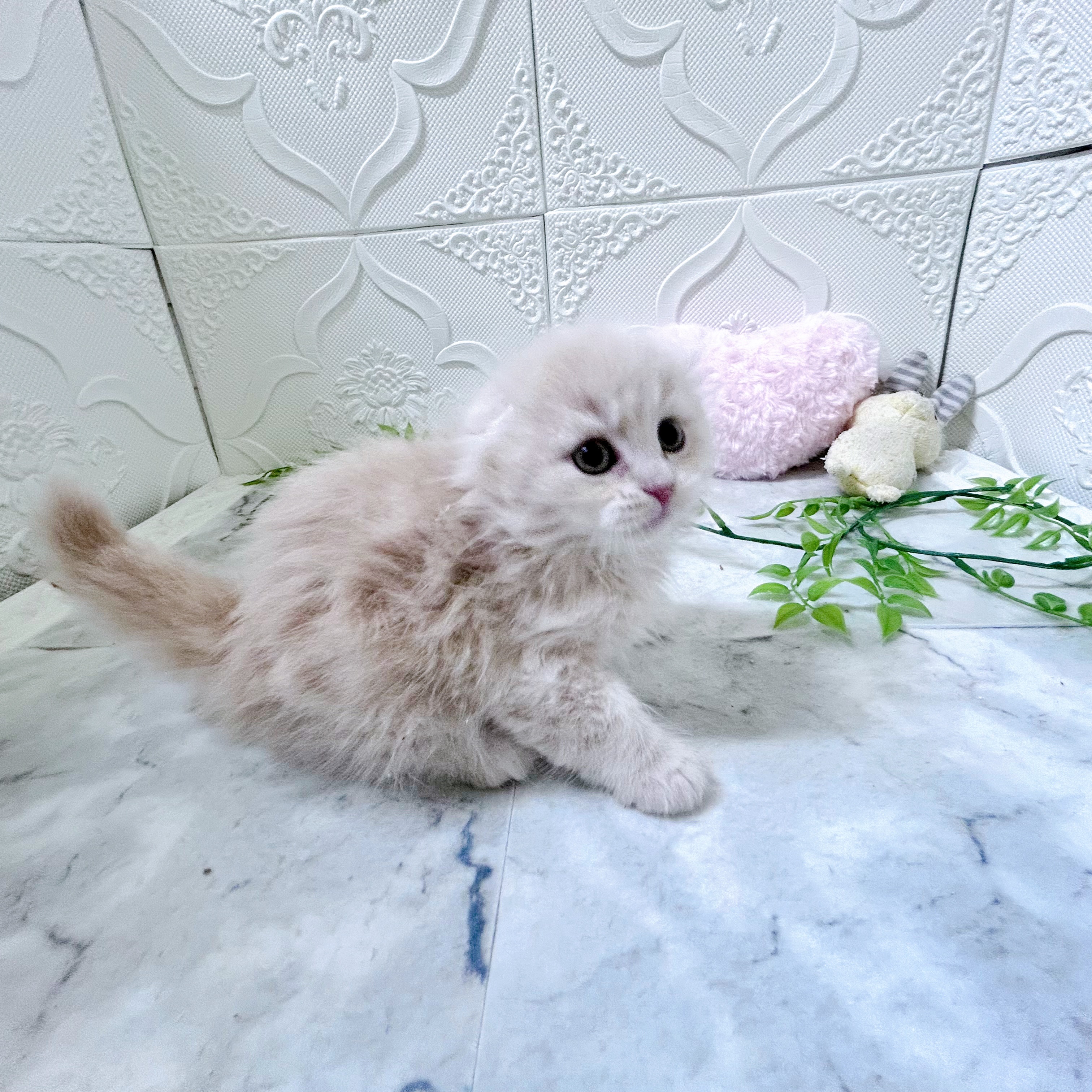 愛知県のスコティッシュフォールド (犬の家＆猫の里岡崎店/2025年12月30日生まれ/男の子/クリームタビー)の子猫の4枚目の画像