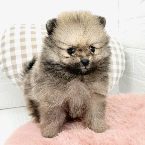 愛知県のポメラニアン (犬の家＆猫の里豊川インター店/2025年12月29日生まれ/女の子/オレンジ)の子犬の4枚目の画像