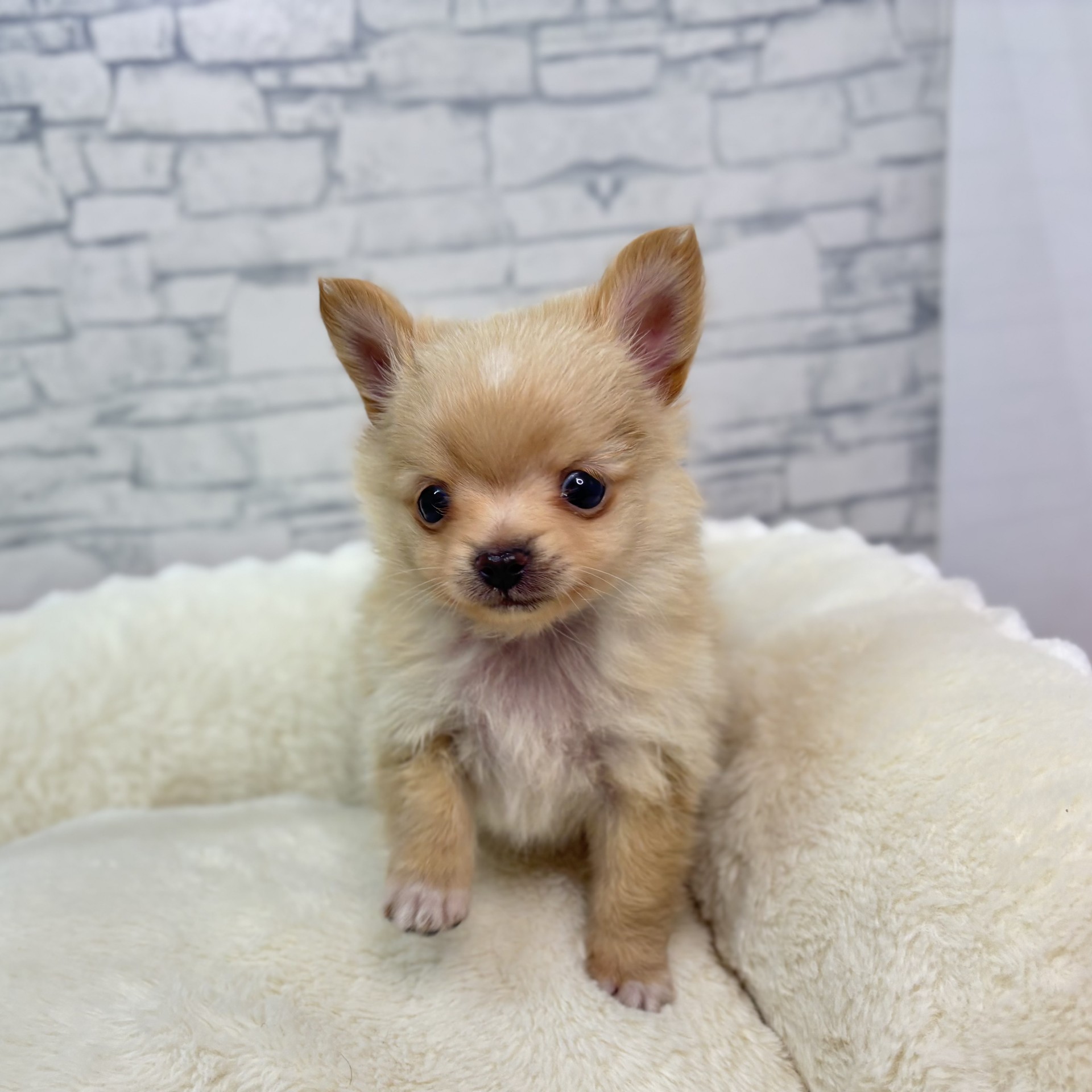 長野県のポメチワ/チワポメ/ポメチー(ポメラニアン×チワワ) (犬の家＆猫の里長野店/2025年12月27日生まれ/男の子/クリーム)の子犬の4枚目の画像