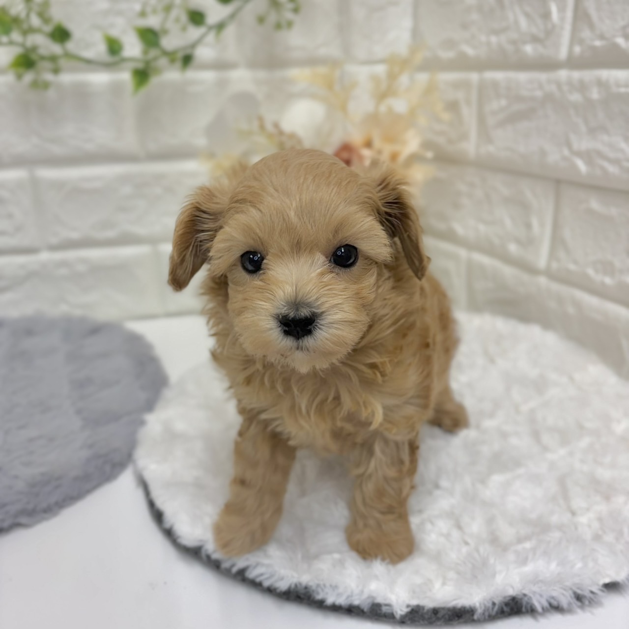 神奈川県のマルプー(マルチーズ×プードル) (犬の家＆猫の里相模原店/2025年12月28日生まれ/男の子/アプリコット)の子犬の4枚目の画像