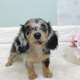 静岡県のミニチュアダックスフンド(ロング) (犬の家＆猫の里マークイズ静岡店/2025年12月30日生まれ/女の子/シルバーダップル)の子犬の1枚目の画像