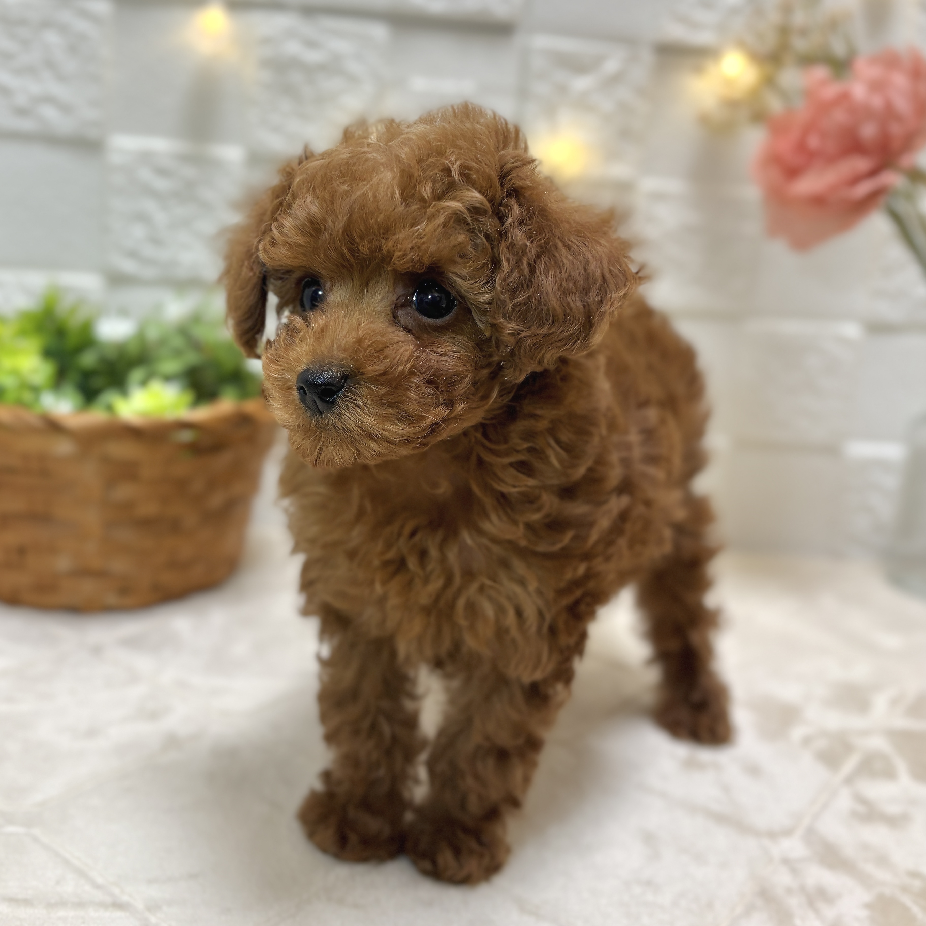 東京都のトイプードル(トイ) (犬の家＆猫の里ペットフォレスト小平店/2025年12月30日生まれ/女の子/レッド)の子犬の4枚目の画像