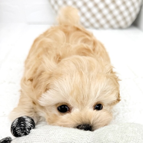 愛知県のマルプー(マルチーズ×プードル) (犬の家＆猫の里豊川インター店/2025年12月30日生まれ/女の子/クリーム)の子犬の4枚目の画像