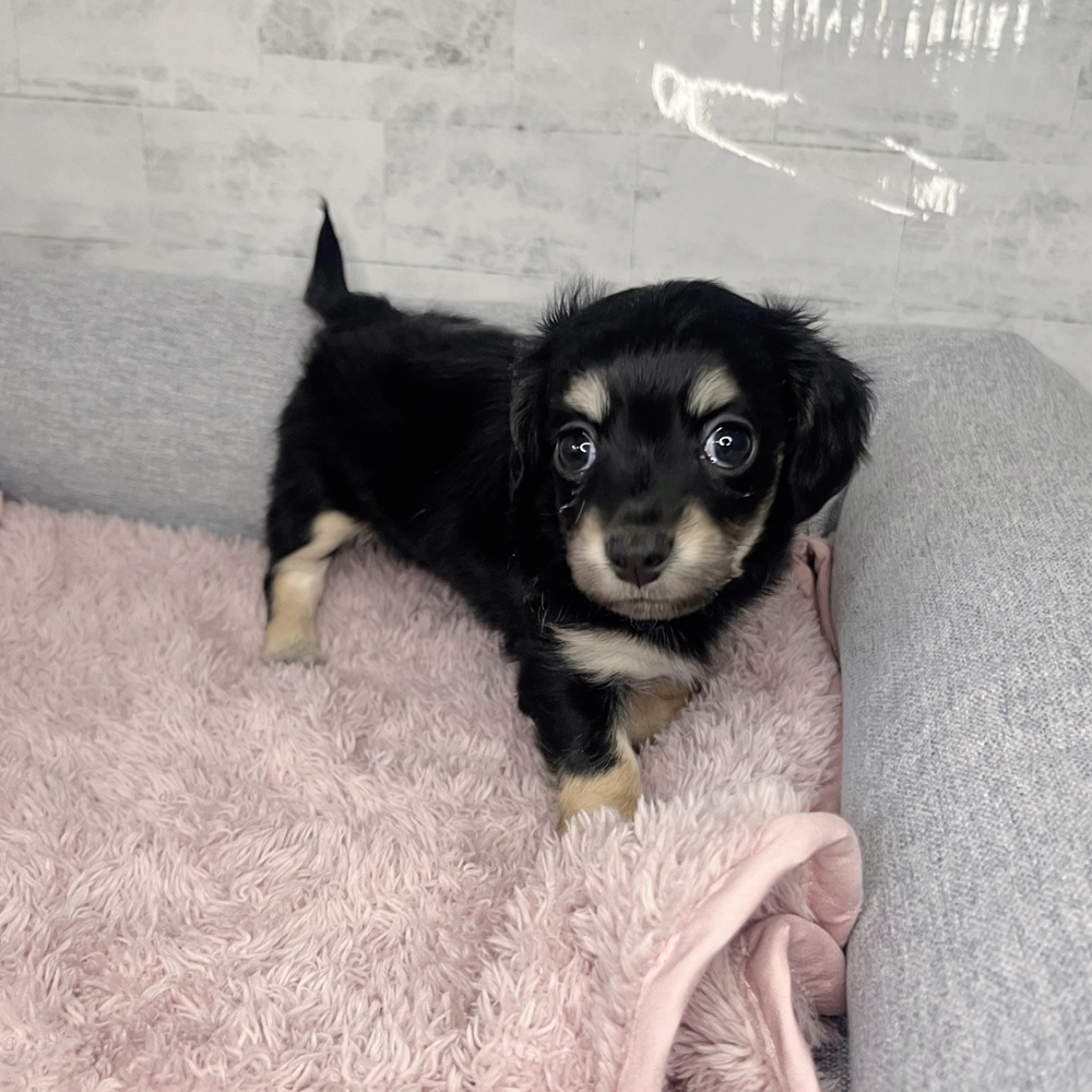 長野県のチワックス(チワワ×ダックス) (犬の家＆猫の里塩尻店/2025年12月29日生まれ/女の子/ブラックイエロー)の子犬の4枚目の画像