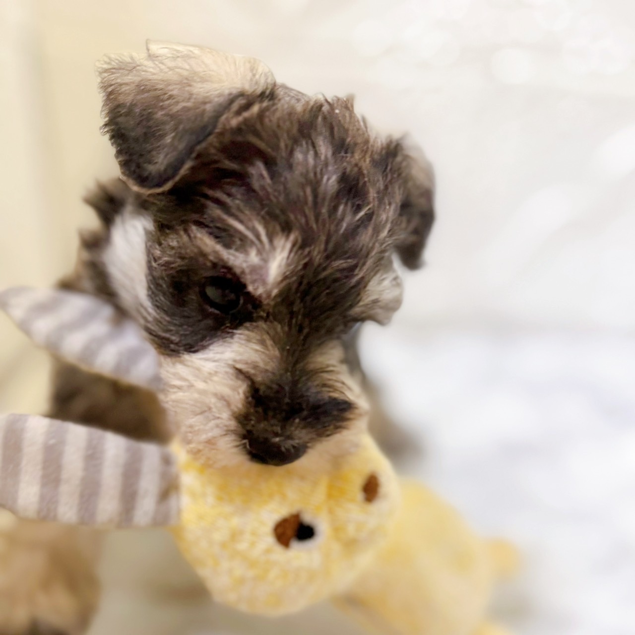 愛知県のミニチュアシュナウザー (犬の家＆猫の里岡崎店/2025年12月30日生まれ/女の子/ソルトペッパー)の子犬の4枚目の画像