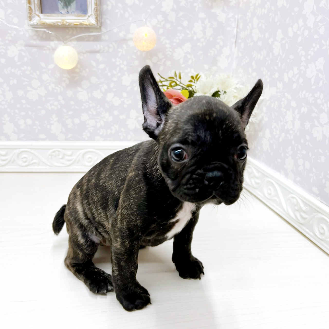 富山県のフレンチブルドッグ (犬の家＆猫の里アミーゴ山室店/2025年12月28日生まれ/女の子/ブリンドル)の子犬の4枚目の画像