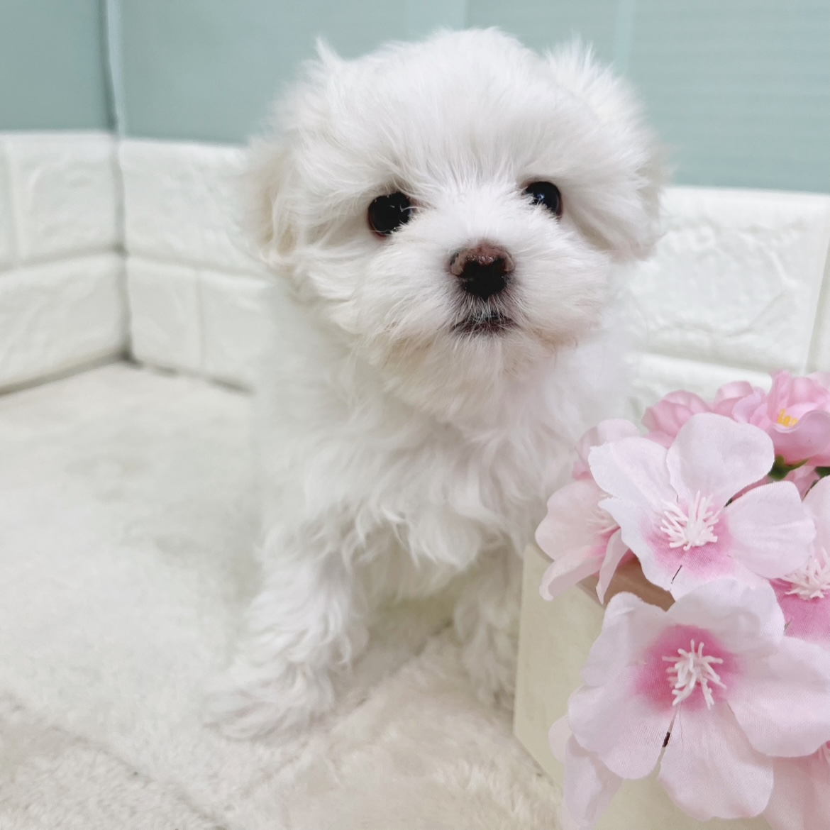静岡県のマルチーズ (犬の家＆猫の里マークイズ静岡店/2025年12月29日生まれ/男の子/ホワイト)の子犬の4枚目の画像
