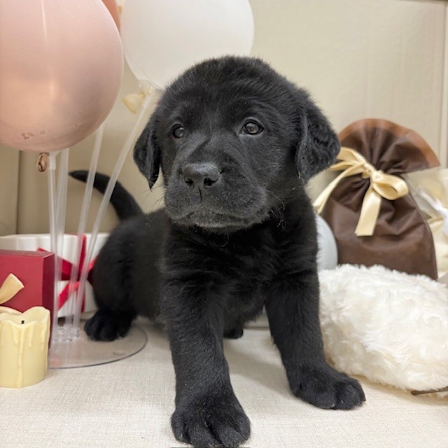 千葉県のラブラドールレトリーバー (犬の家＆猫の里ワンズモール稲毛店/2025年12月29日生まれ/男の子/ブラック)の子犬の4枚目の画像