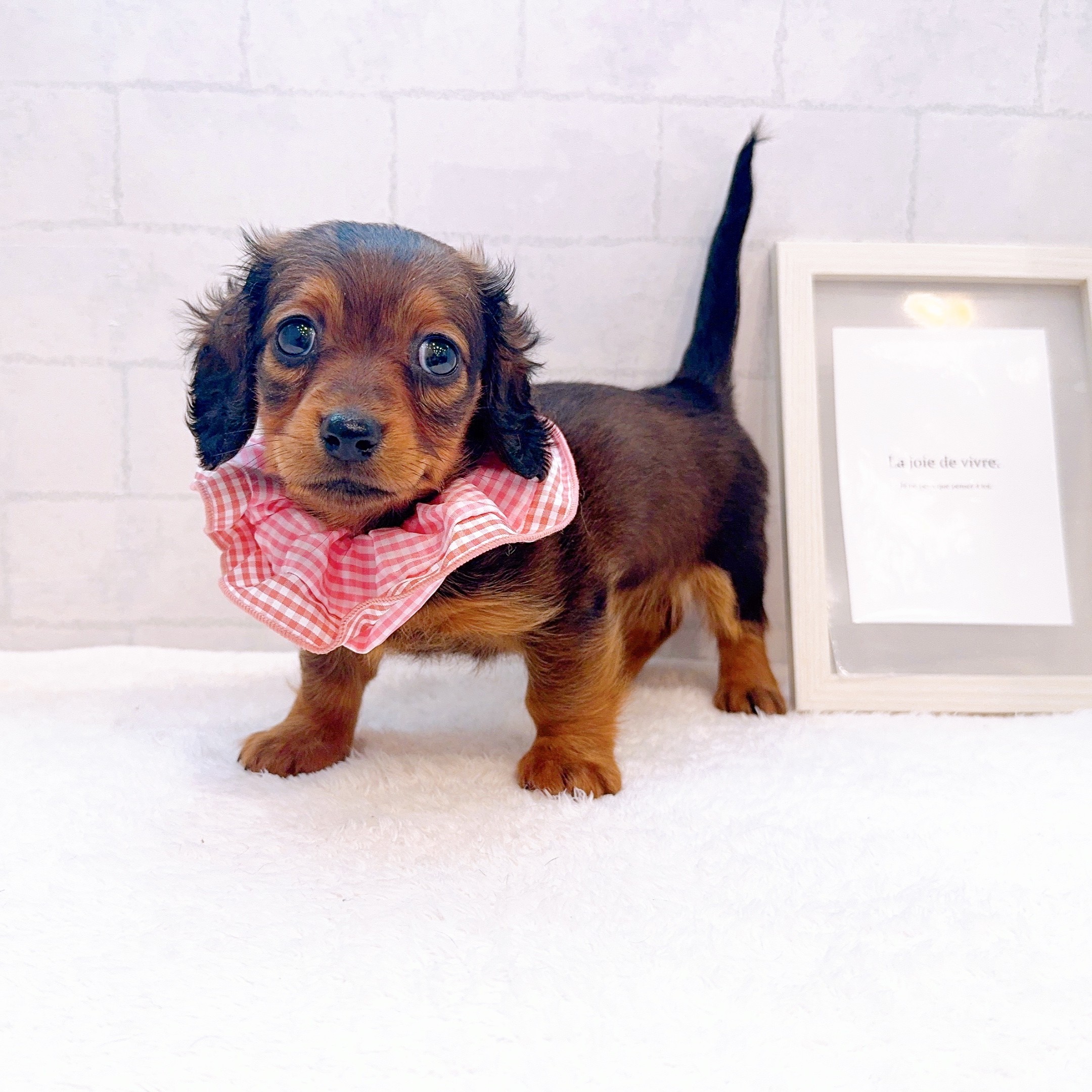 石川県のミニチュアダックスフンド(ロング) (犬の家＆猫の里金沢店/2025年12月29日生まれ/女の子/レッド)の子犬の1枚目の画像