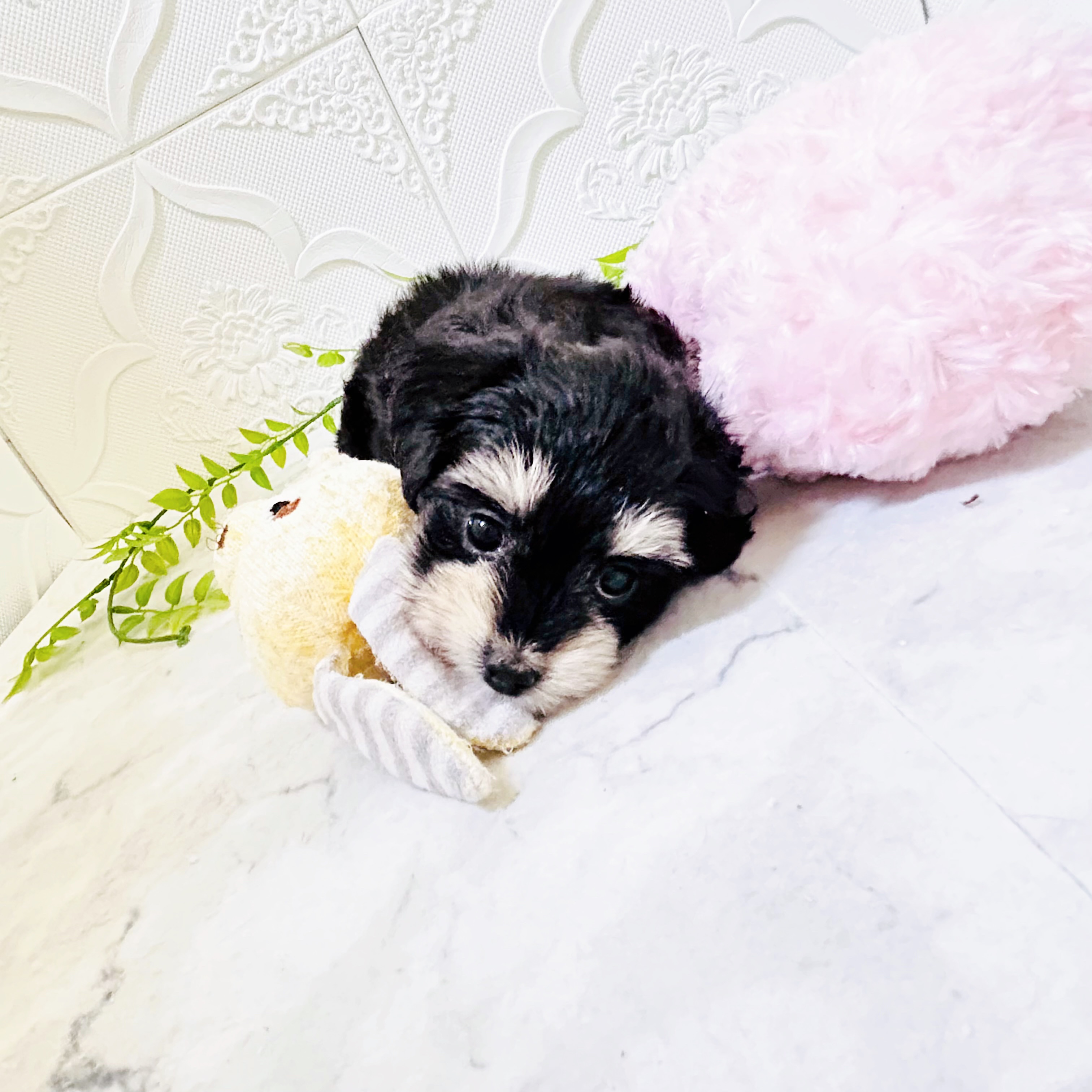 愛知県のマルックス(マルチーズ×ダックス) (犬の家＆猫の里岡崎店/2025年12月28日生まれ/女の子/ブラックタンホワイト)の子犬の4枚目の画像