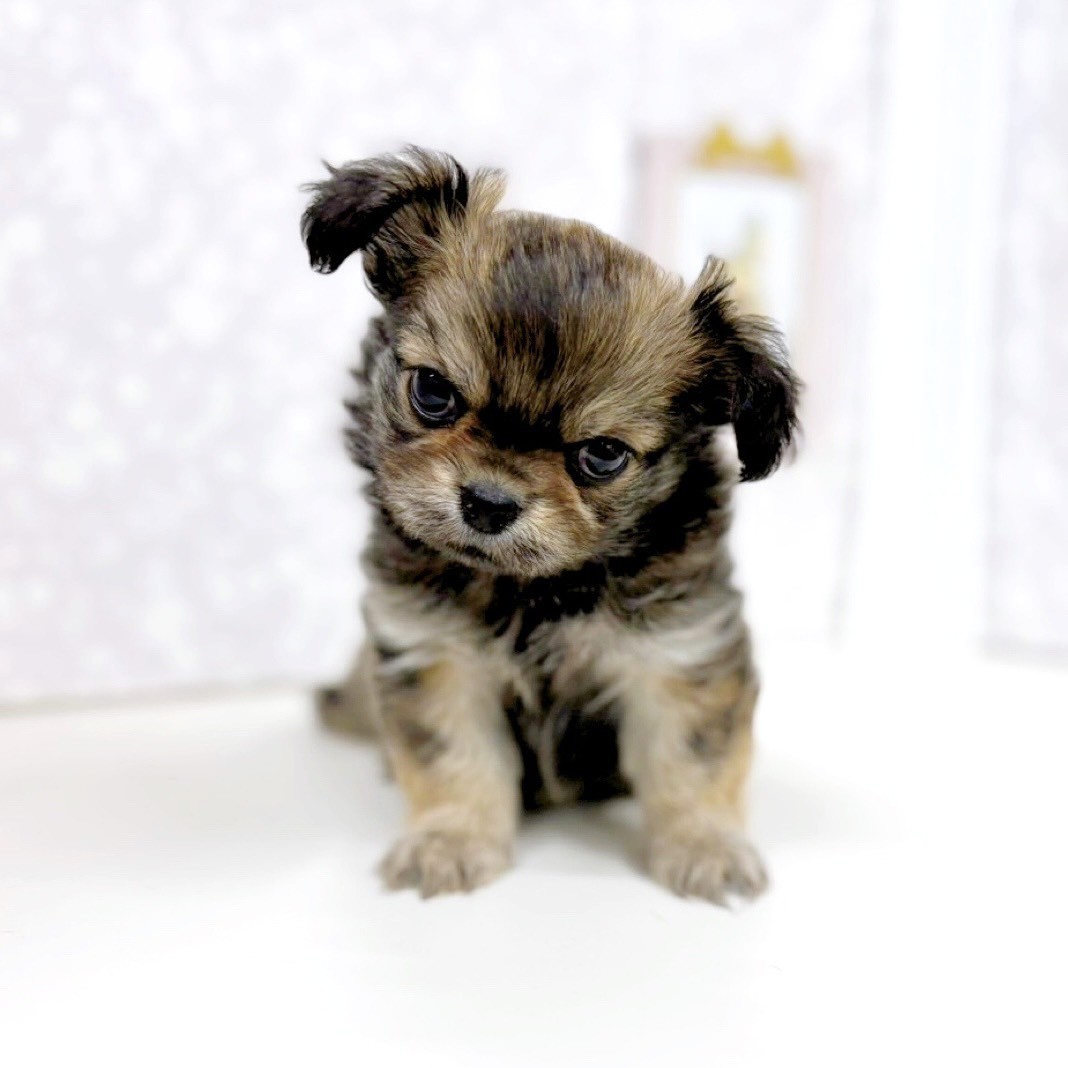 富山県のチワペキ/ペキチー/ペキチワ(チワワ×ペキニーズ) (犬の家＆猫の里アミーゴ高岡蓮花寺店/2025年12月28日生まれ/男の子/フォーン)の子犬の4枚目の画像